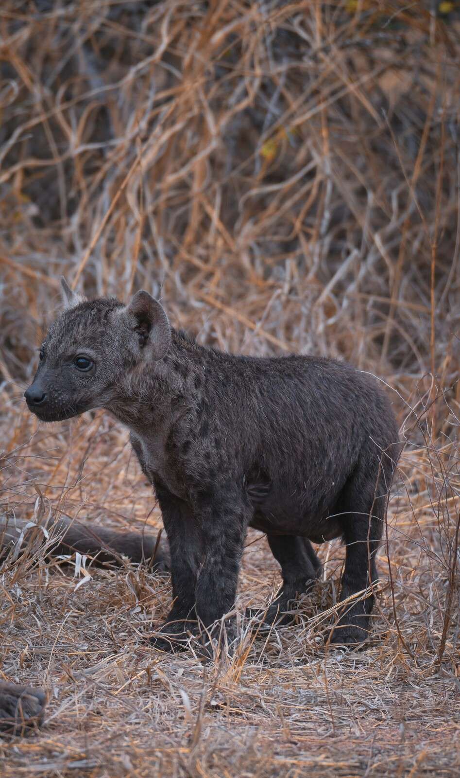Jonge hyena in droog grasland