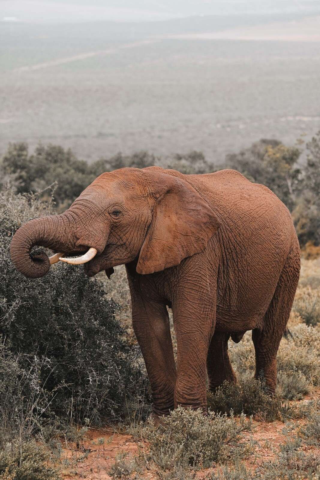 Afrikaanse olifant in savannelandschap