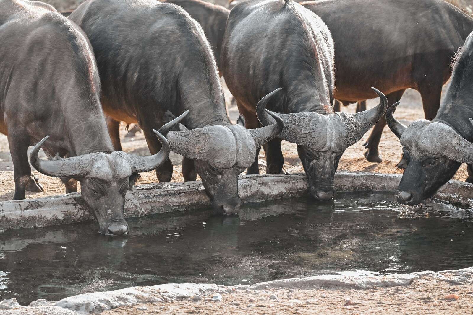 Afrikaanse buffels bij waterpoel
