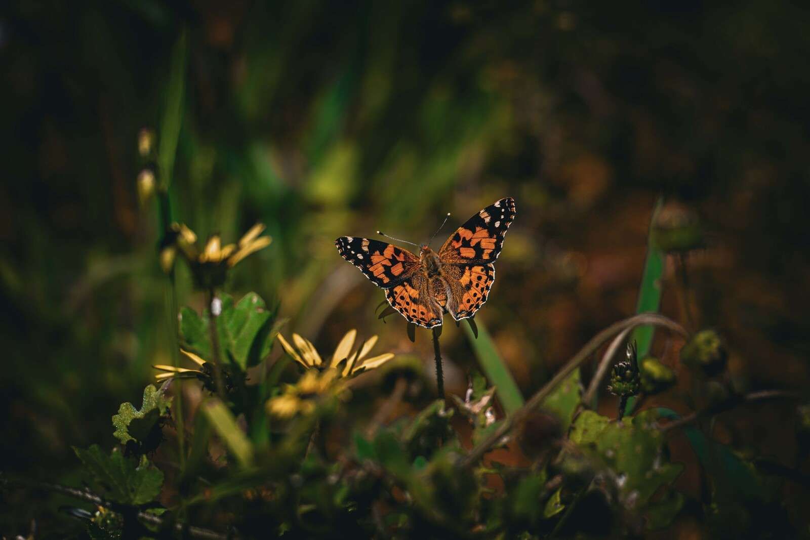 Oranje vlinder op wilde bloemen