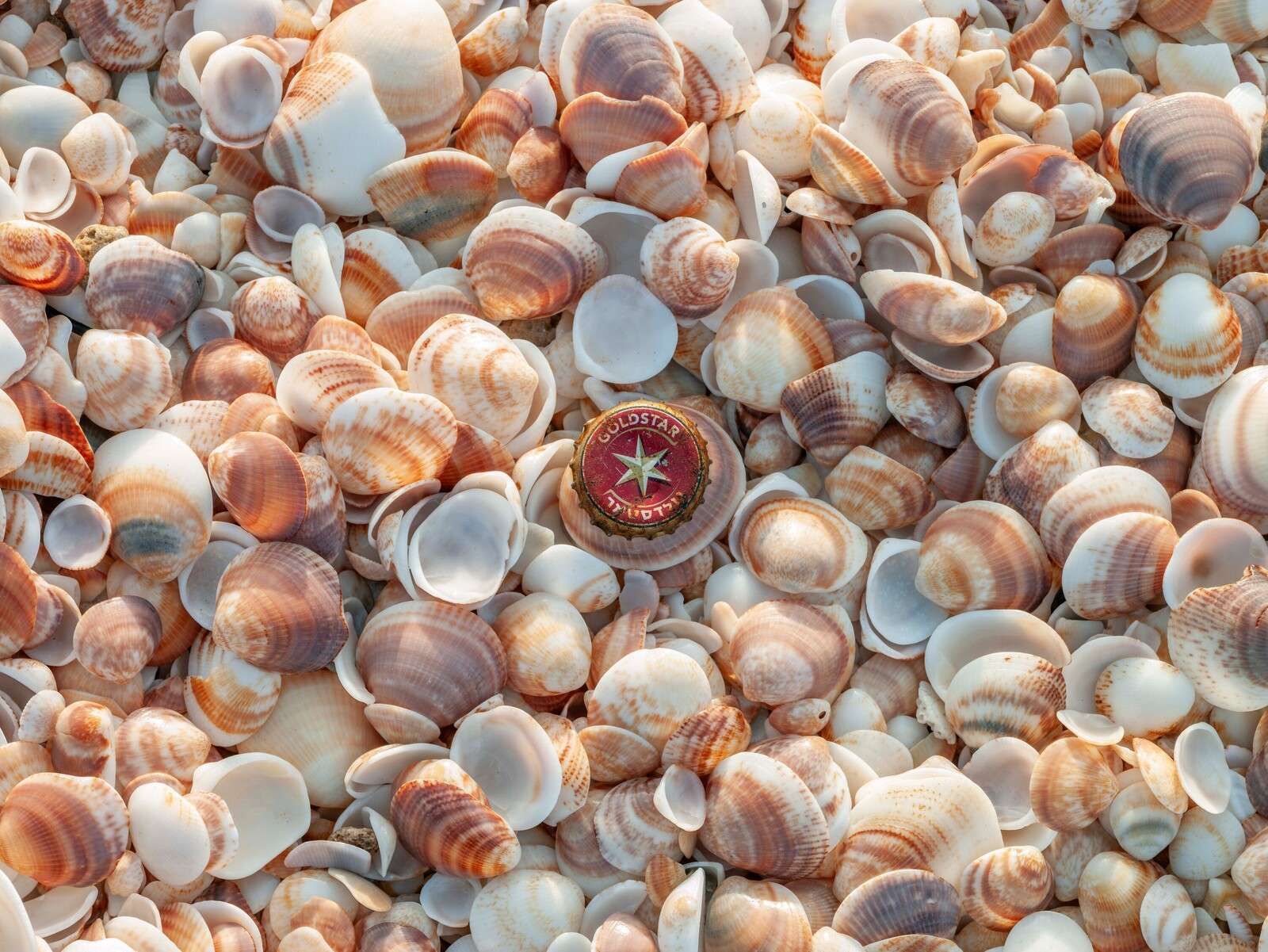 Schelpenmix in zachte zandtinten