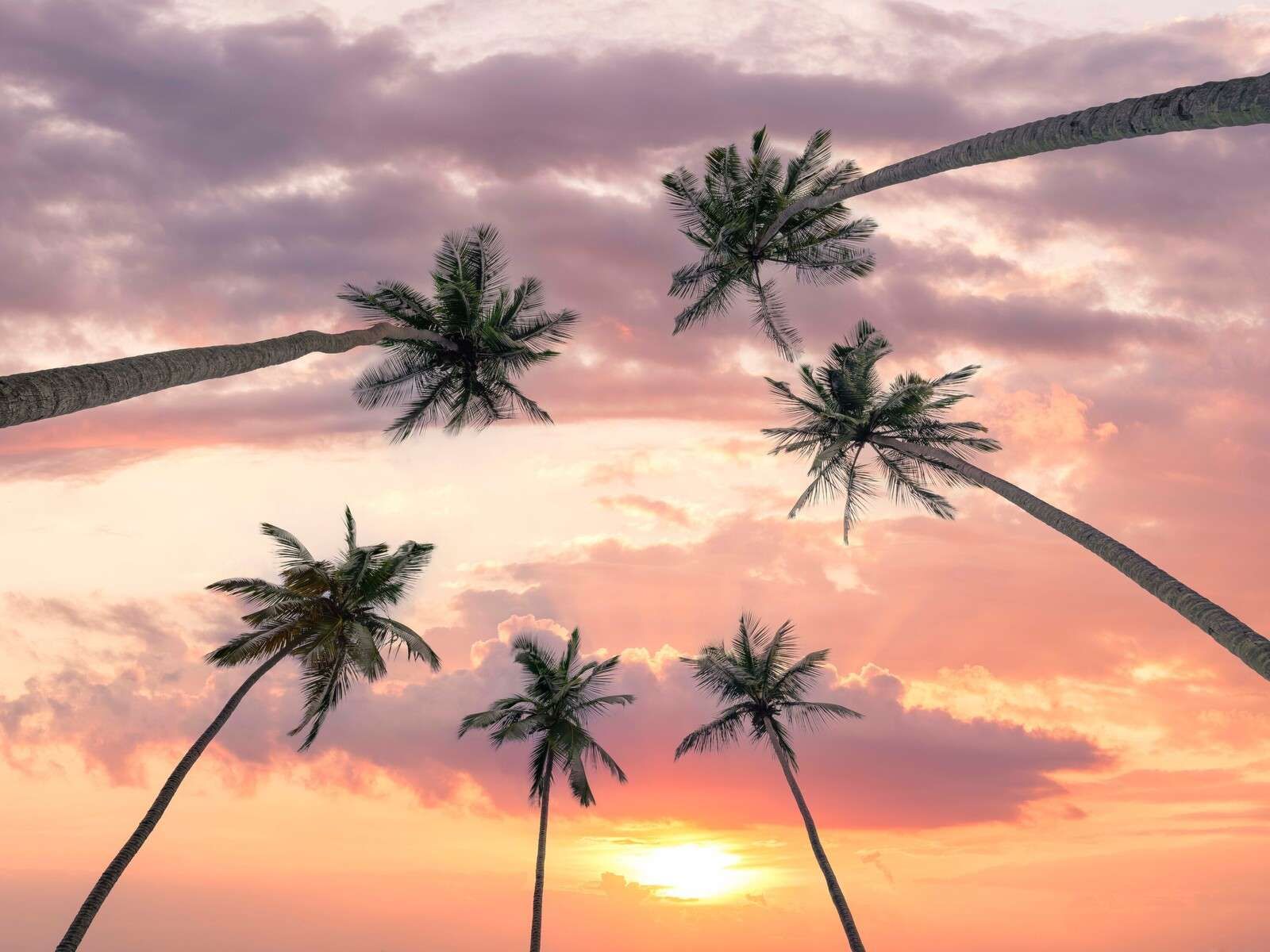 Palmbomen bij roze zonsondergang