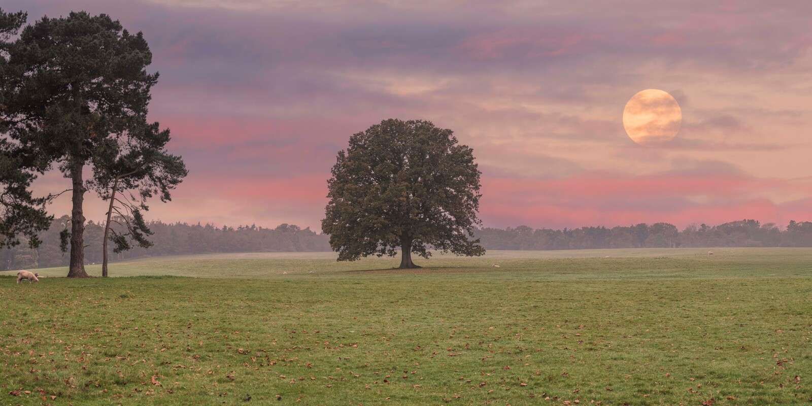 Maan boven stil natuurlandschap