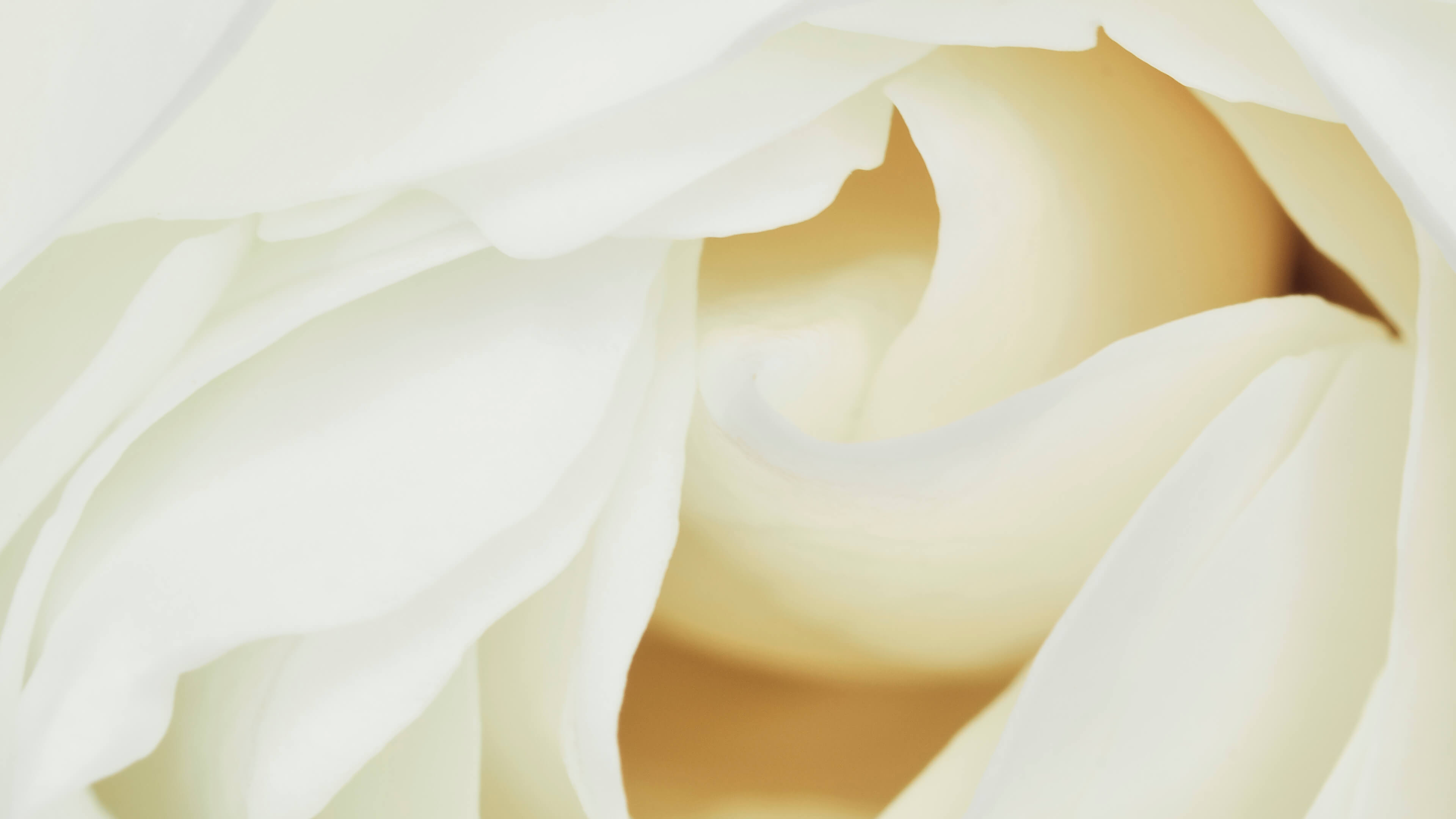 Detailed Image Detailed Image