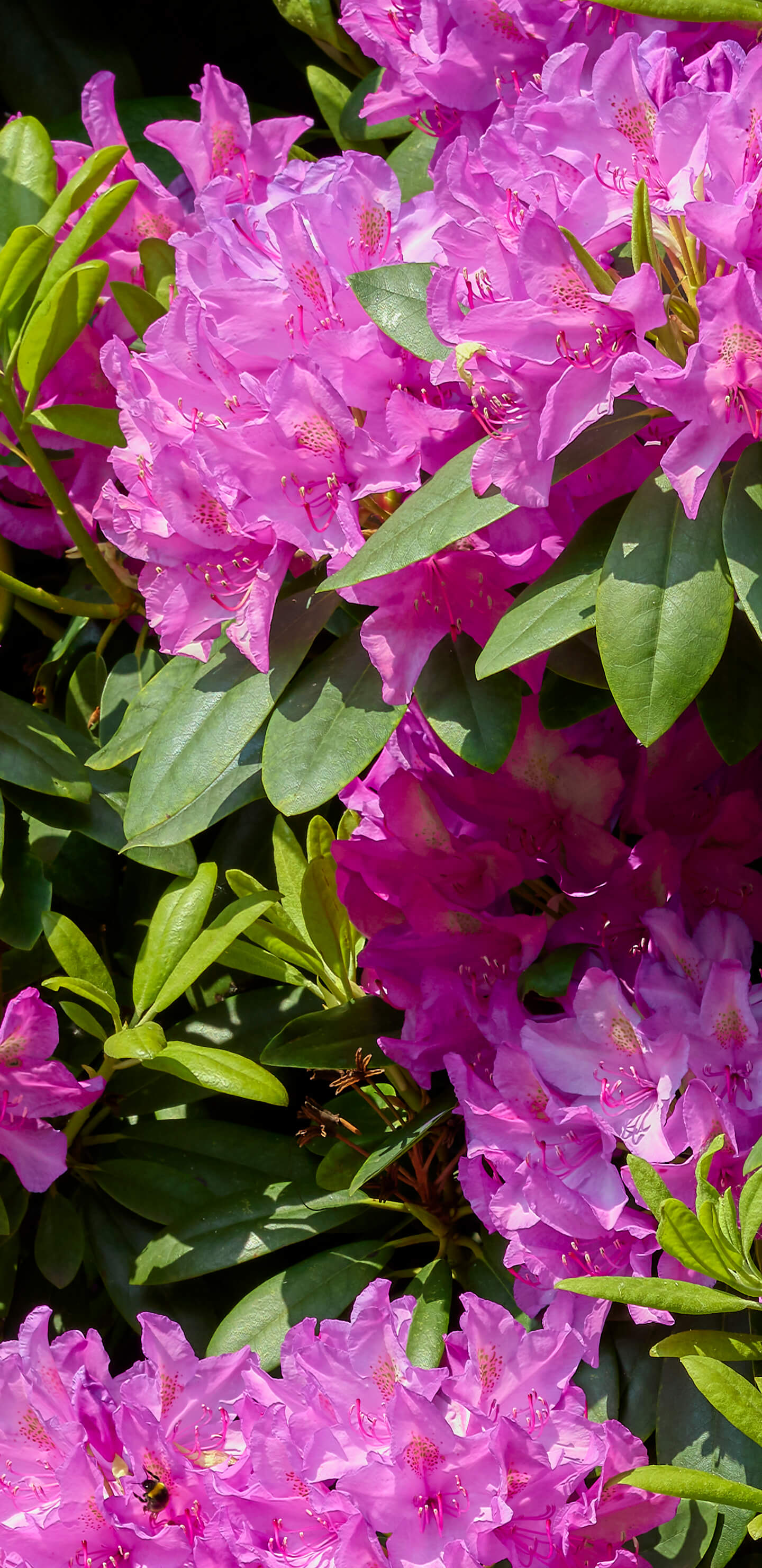 Detailed Image 1 Detailed Image 1
