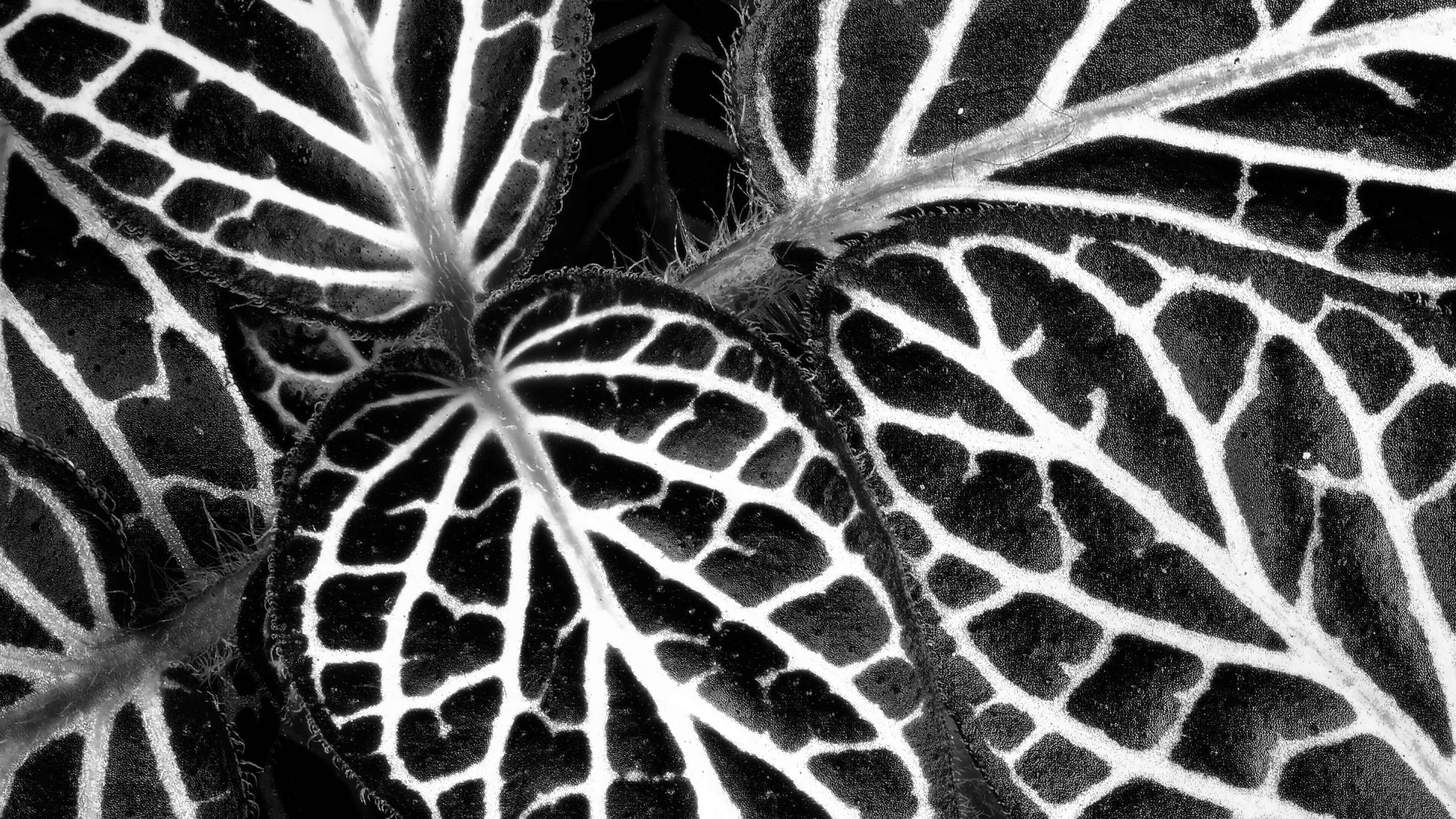 Detailed Image Detailed Image