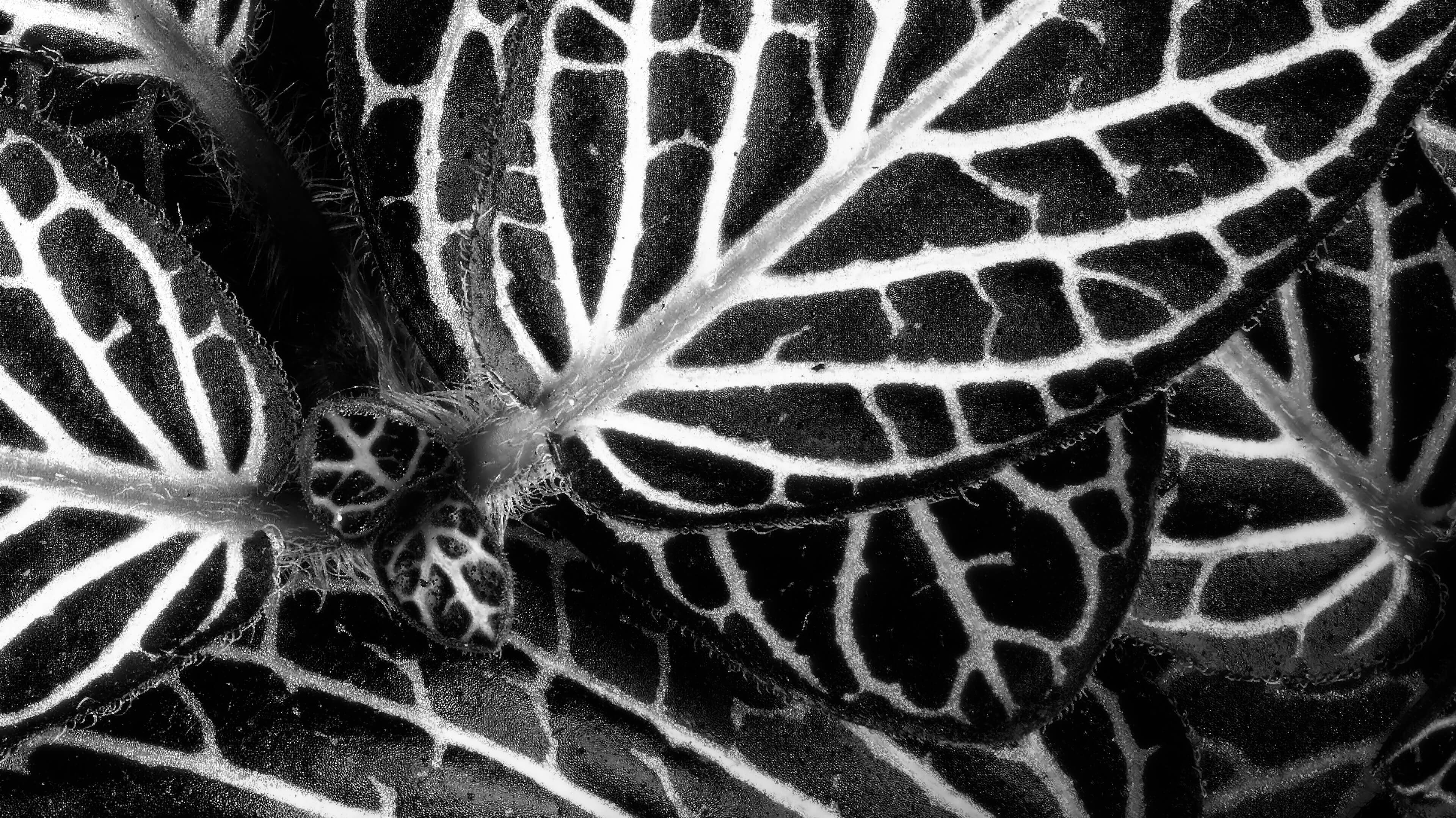 Detailed Image 2 Detailed Image 2