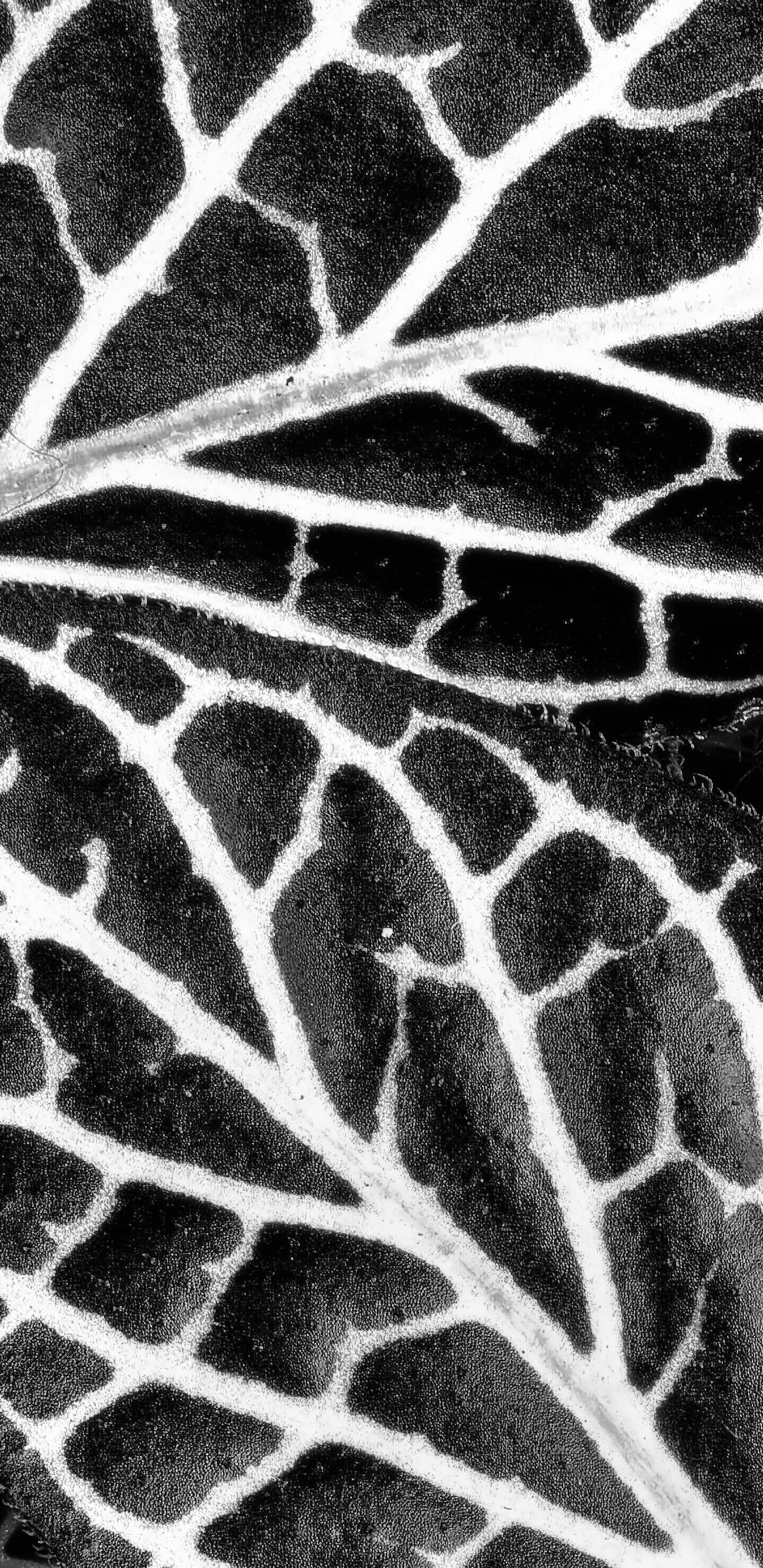 Detailed Image 1 Detailed Image 1