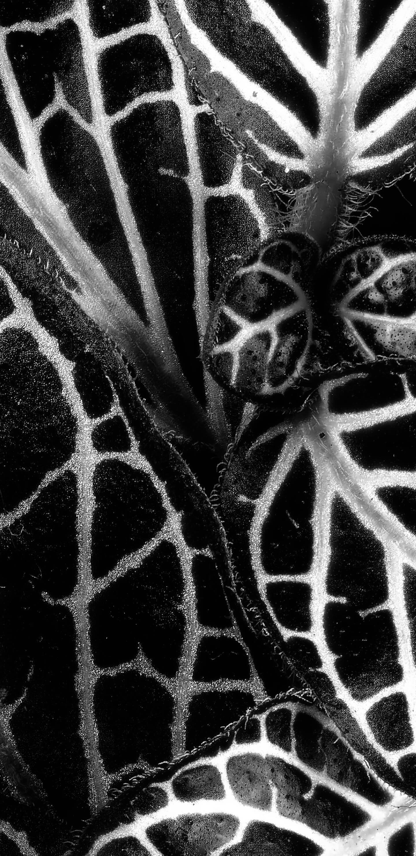 Detailed Image 2 Detailed Image 2