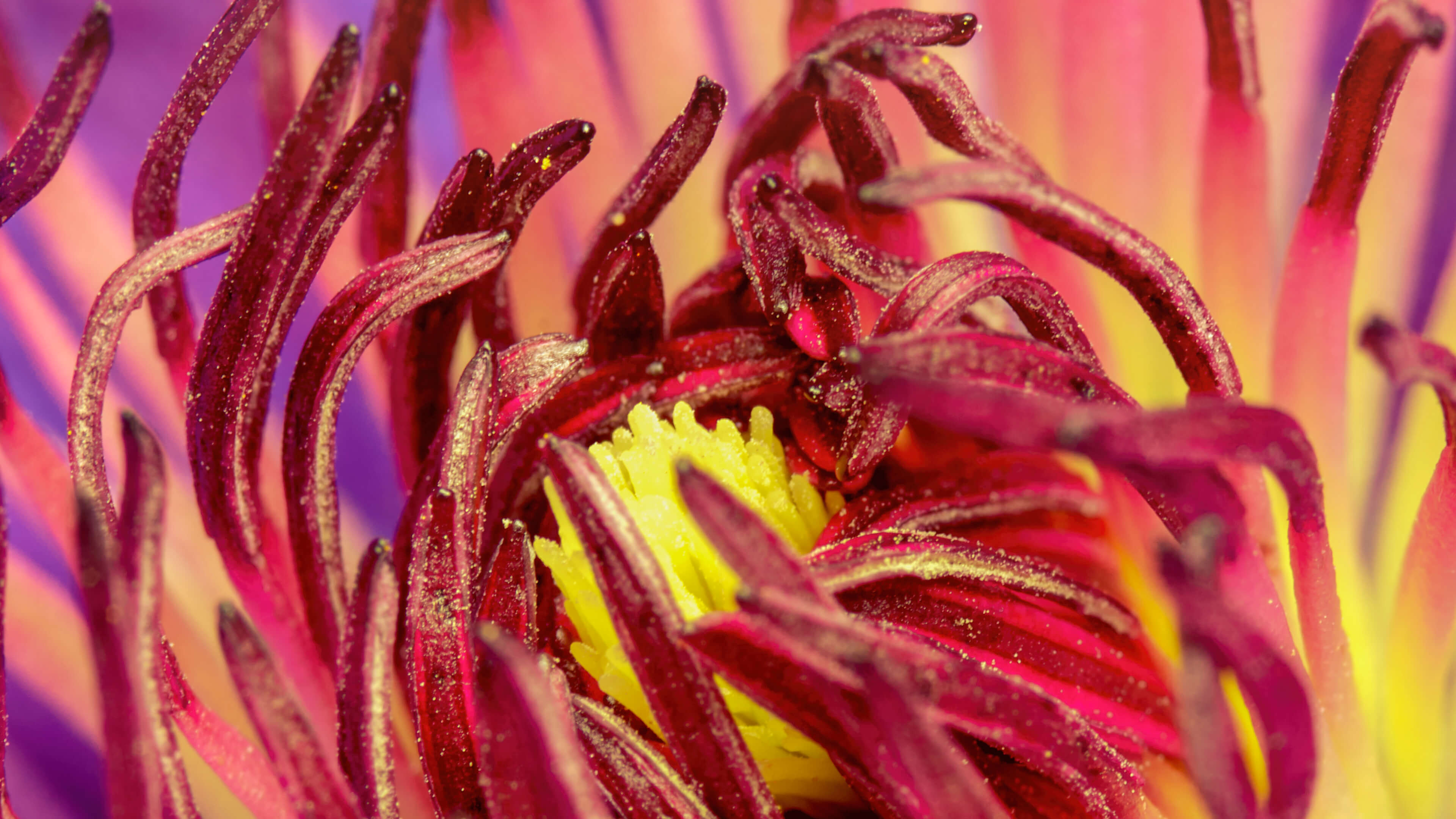 Detailed Image Detailed Image