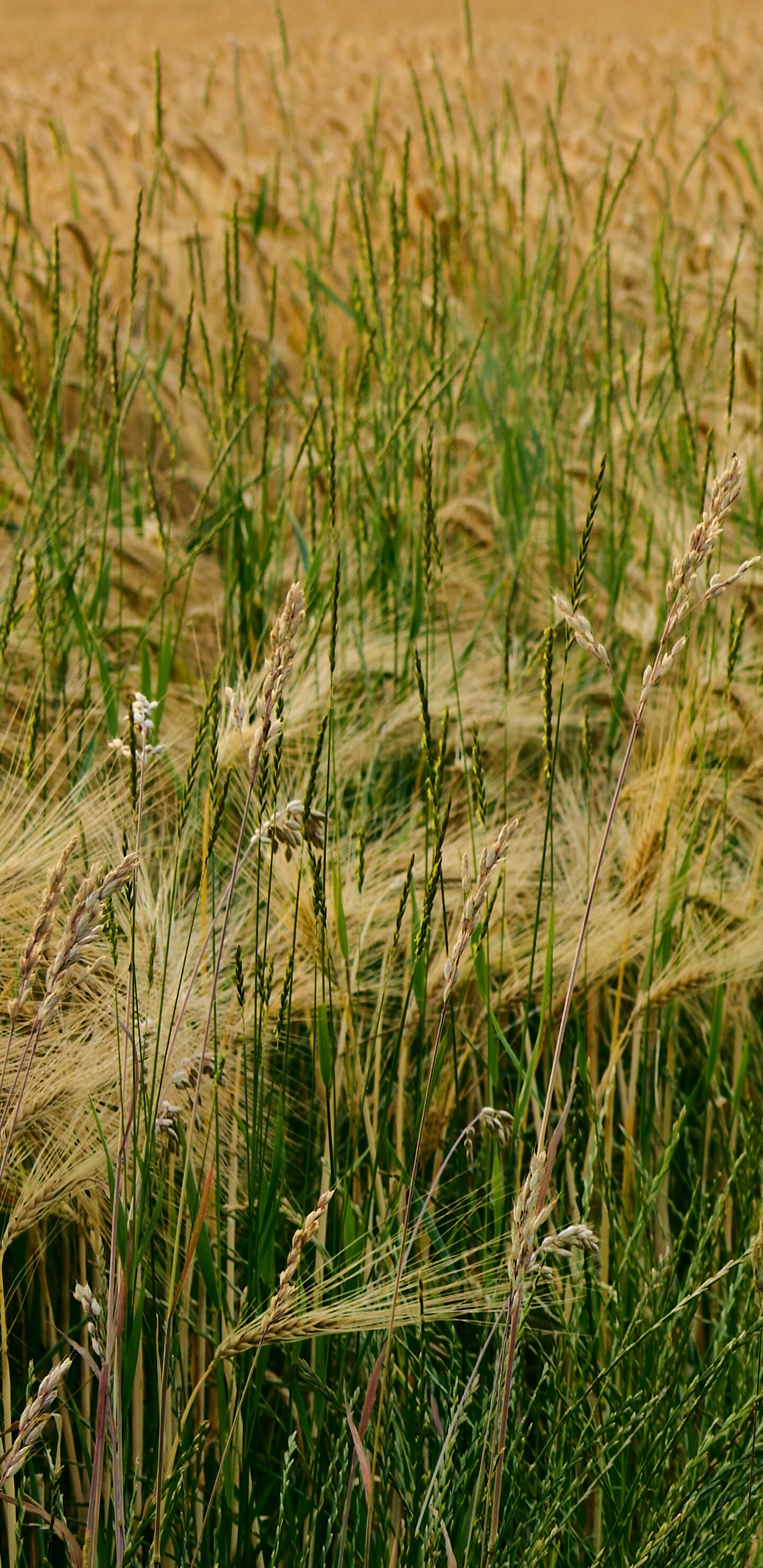 Detailed Image 2 Detailed Image 2