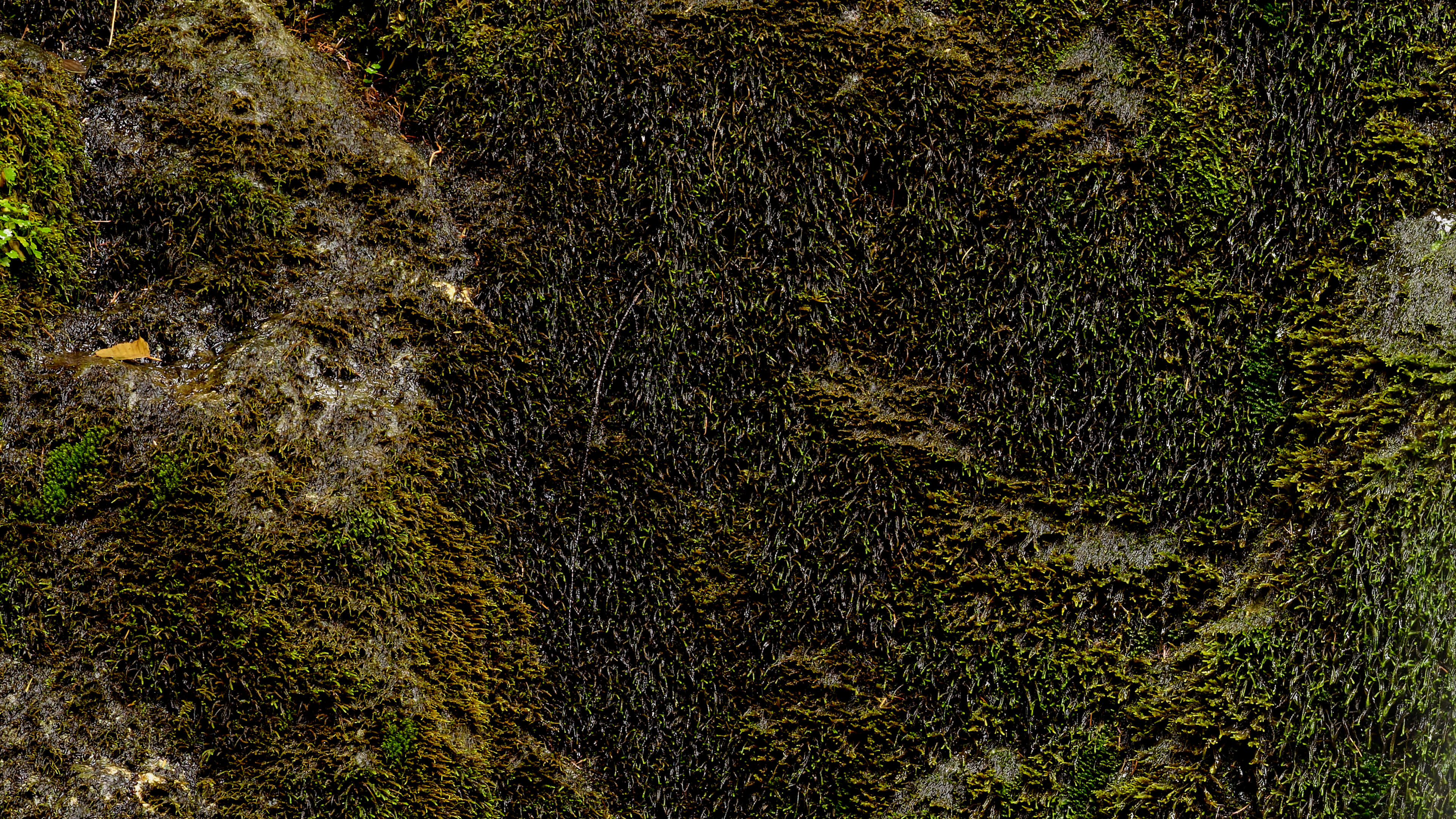 Detailed Image Detailed Image