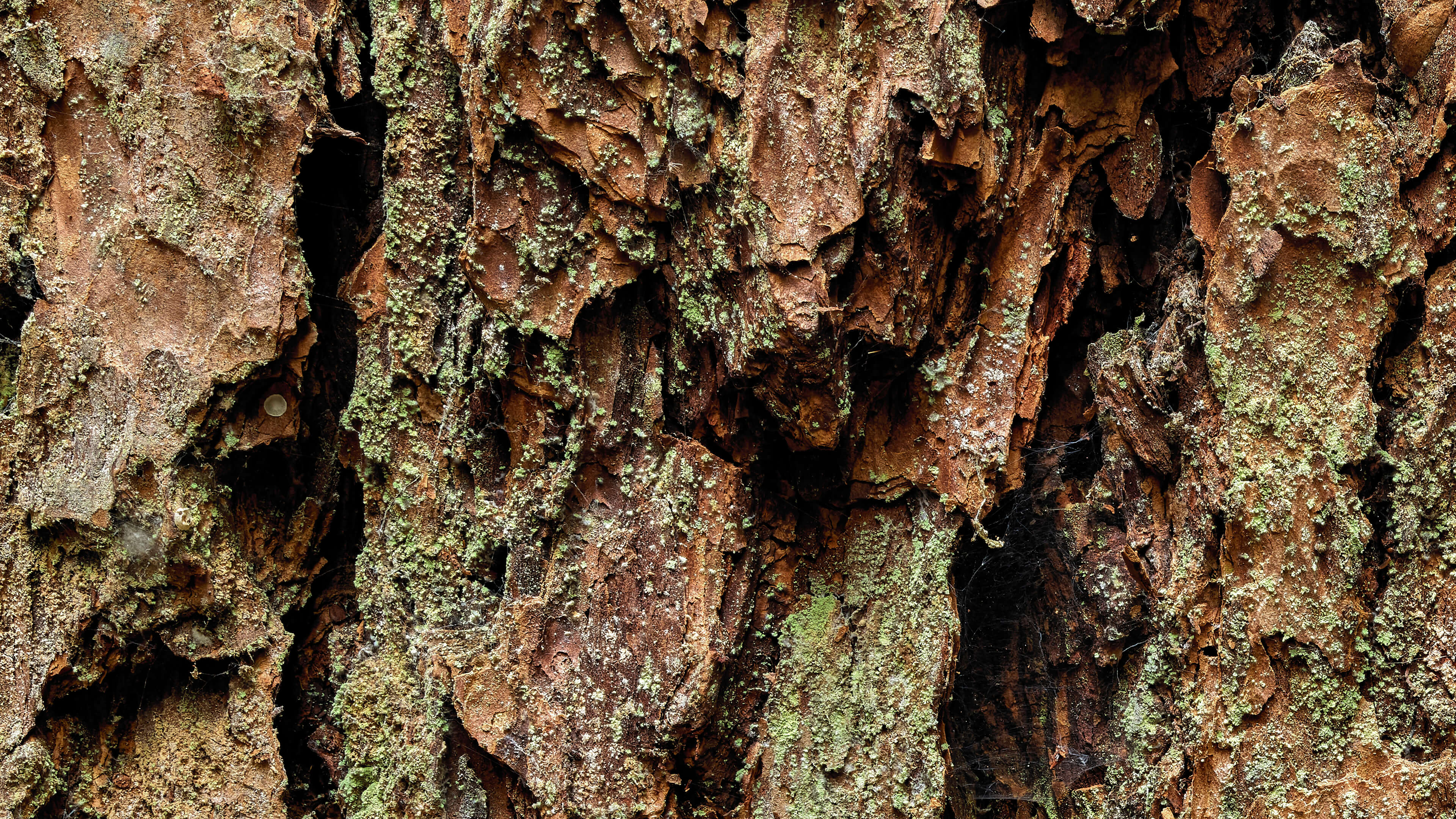 Detailed Image Detailed Image