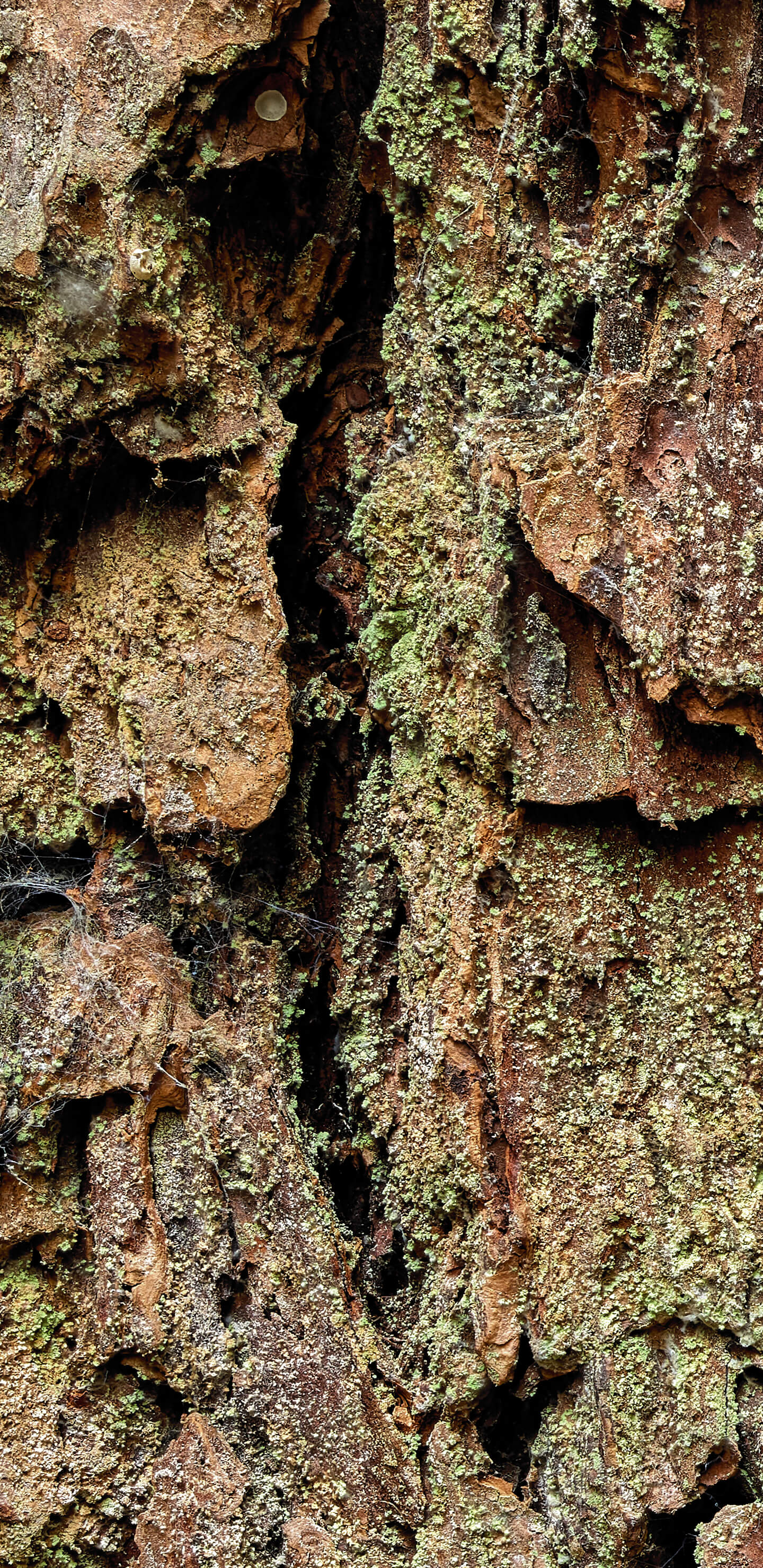 Detailed Image 1 Detailed Image 1