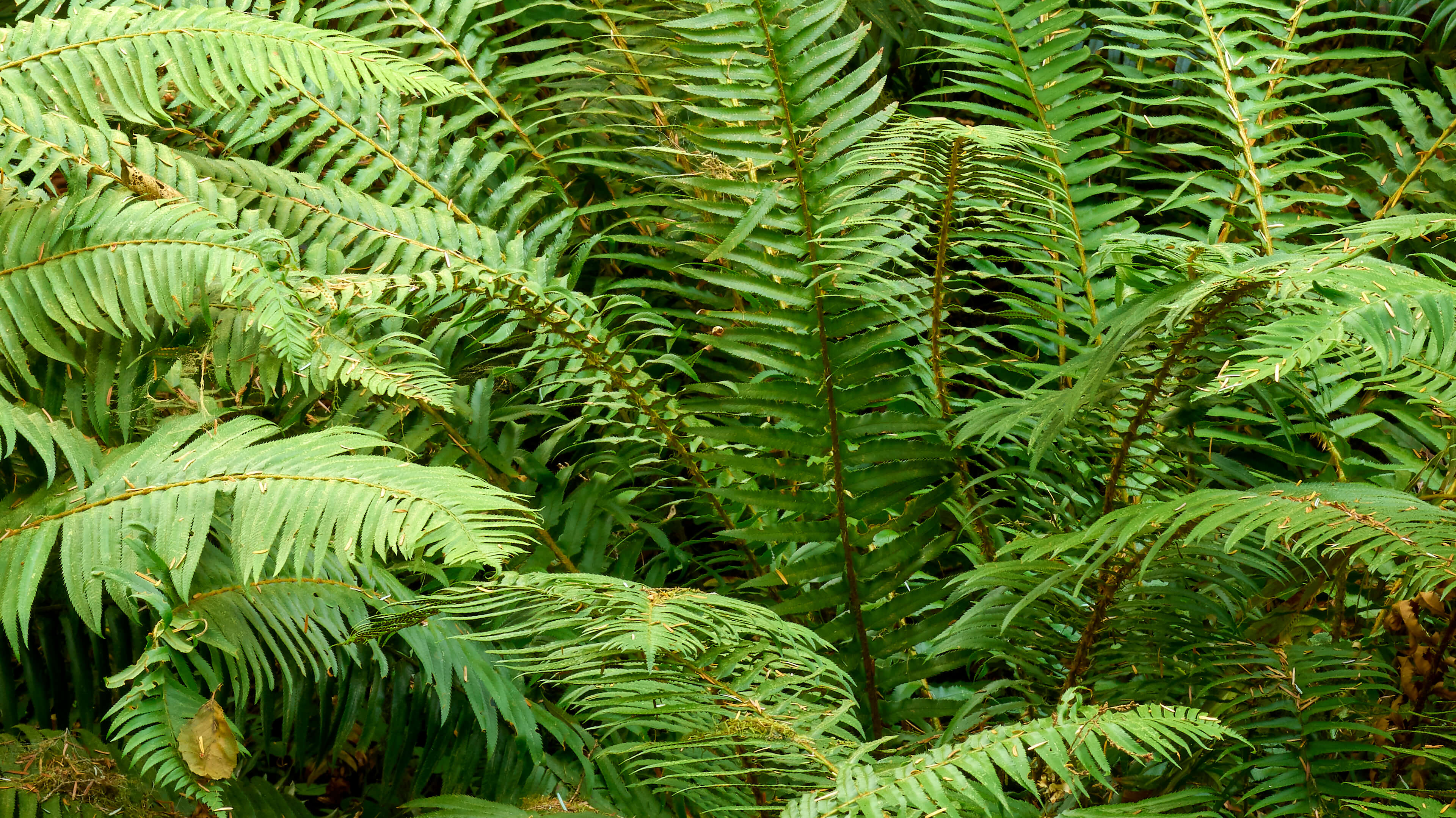 Detailed Image Detailed Image