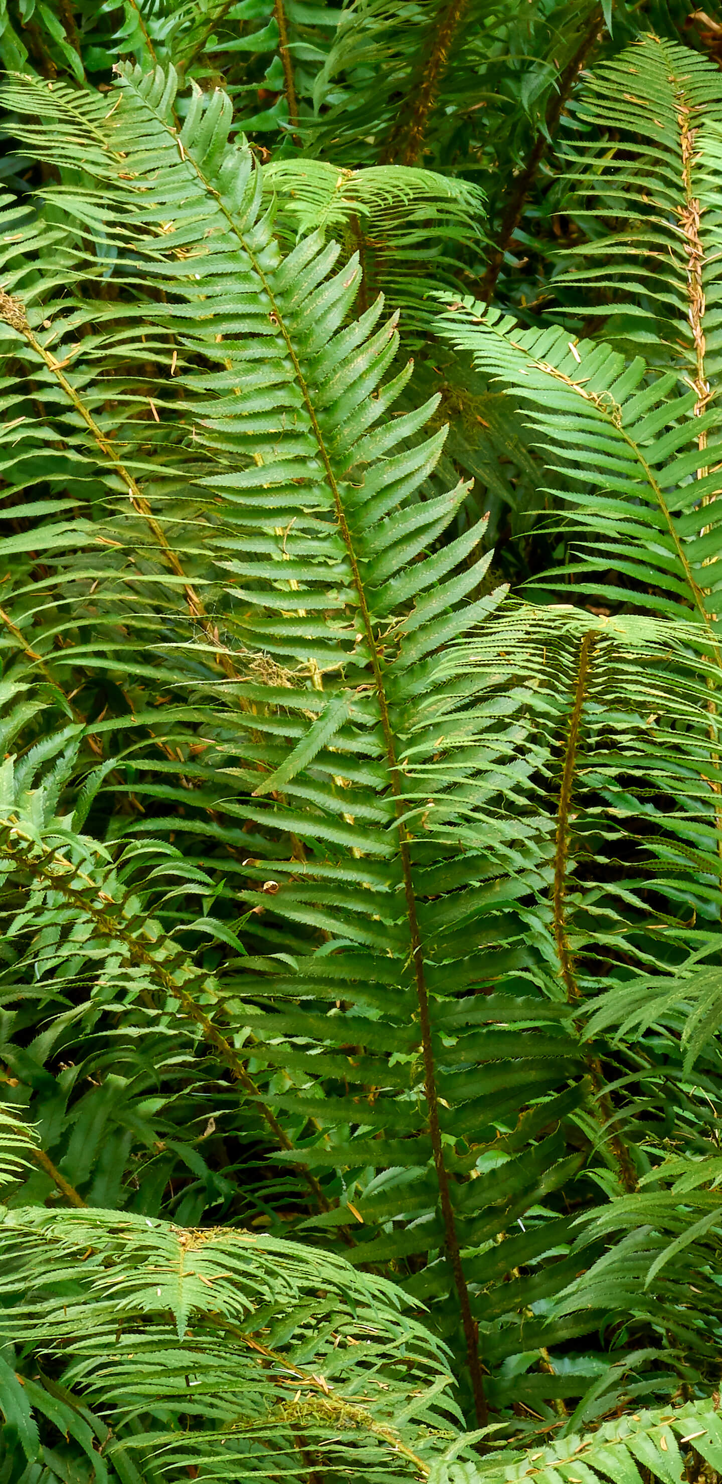 Detailed Image 1 Detailed Image 1