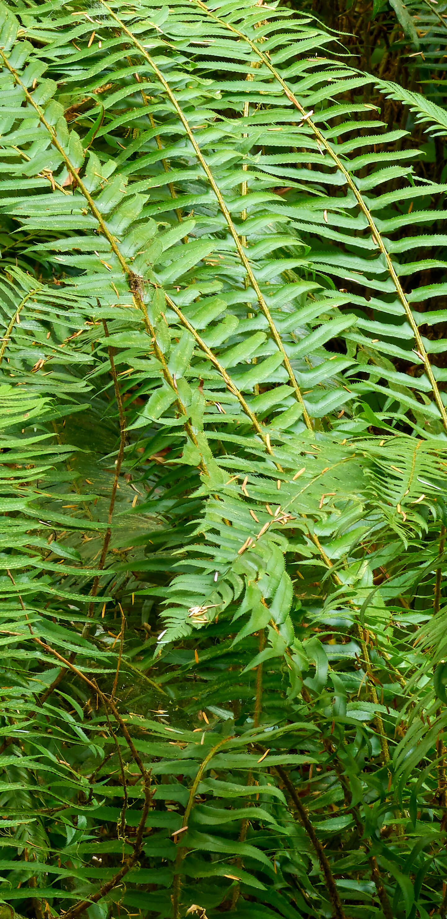 Detailed Image 2 Detailed Image 2