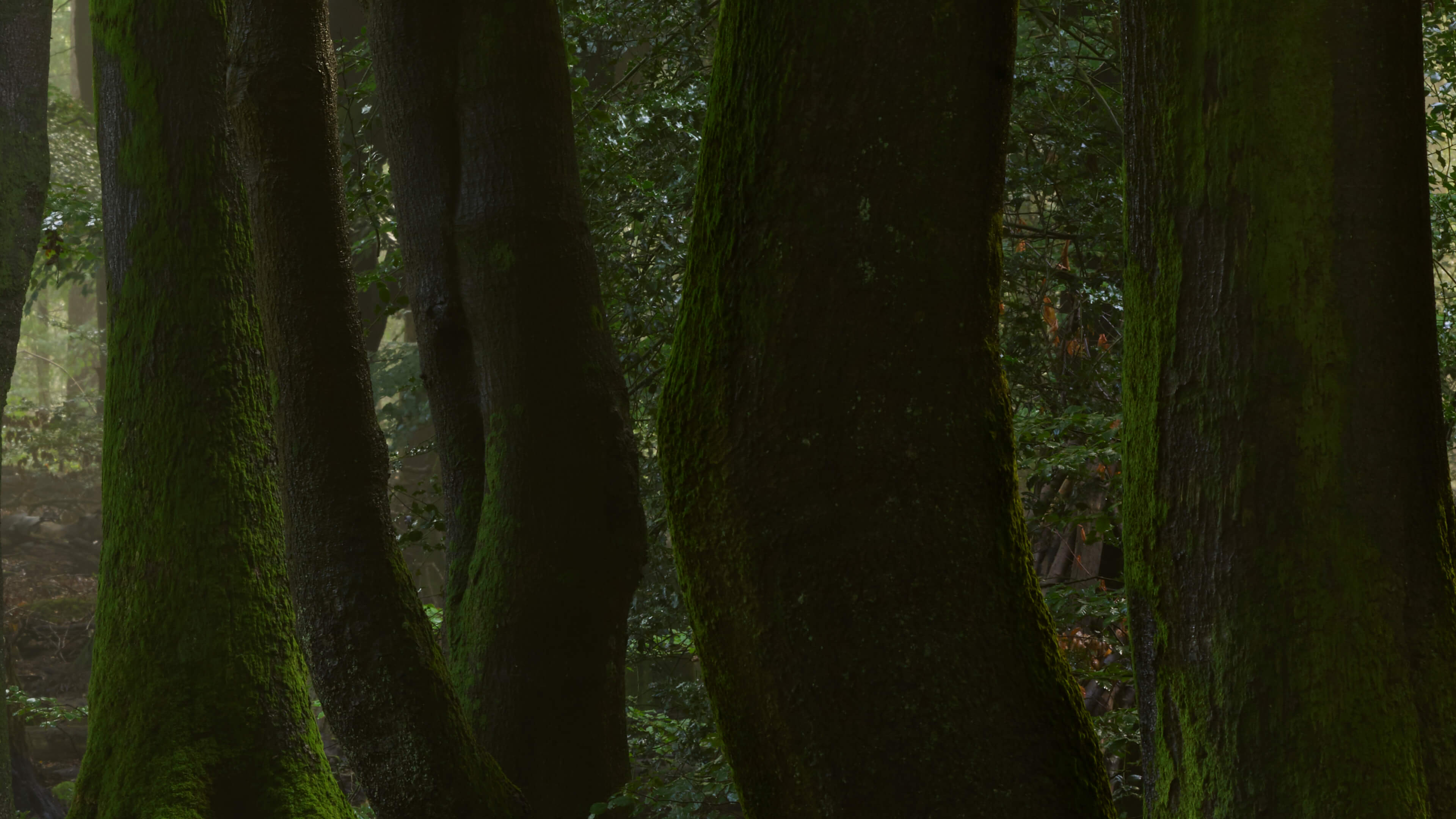 Detailed Image Detailed Image