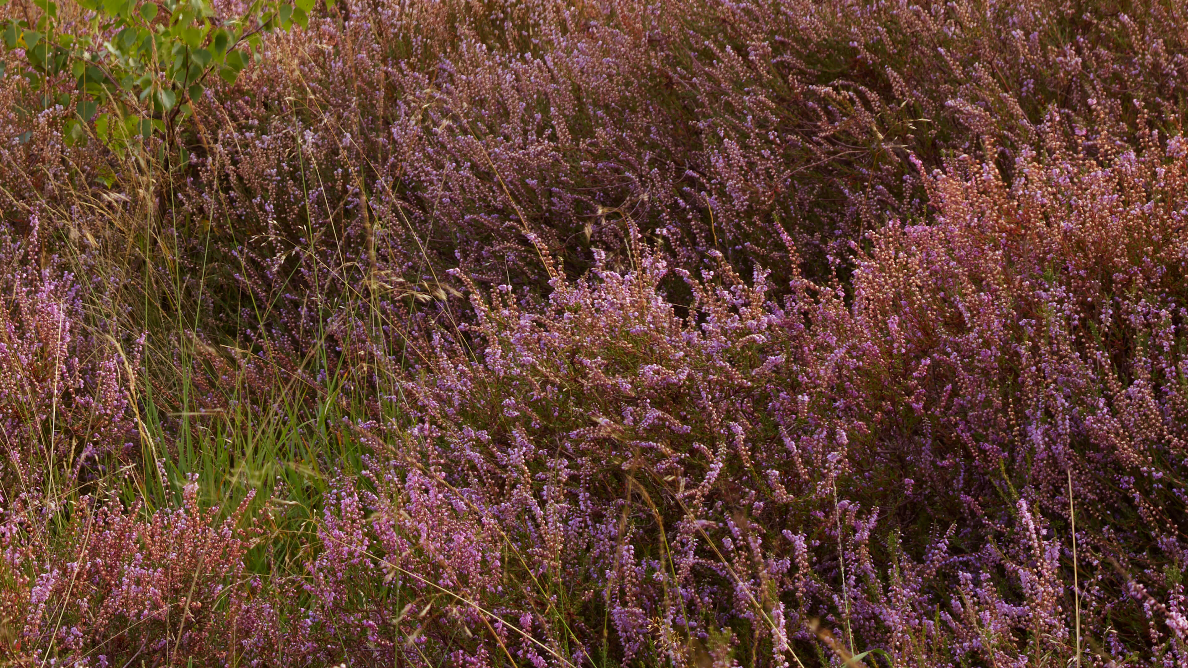 Detailed Image Detailed Image