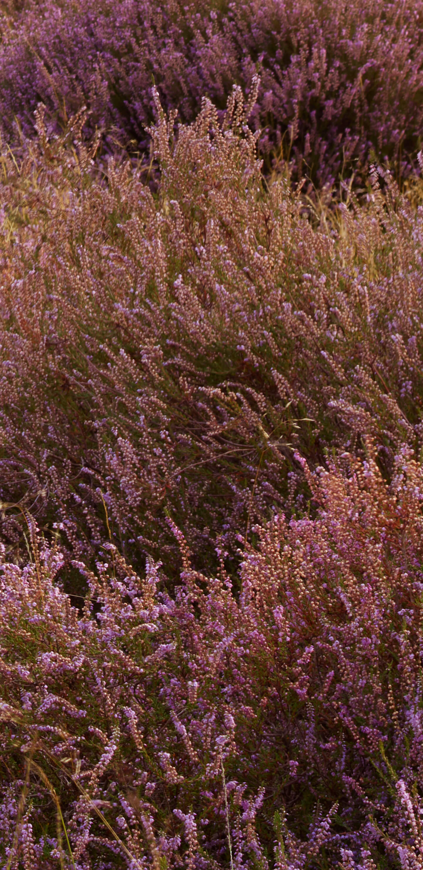 Detailed Image 1 Detailed Image 1