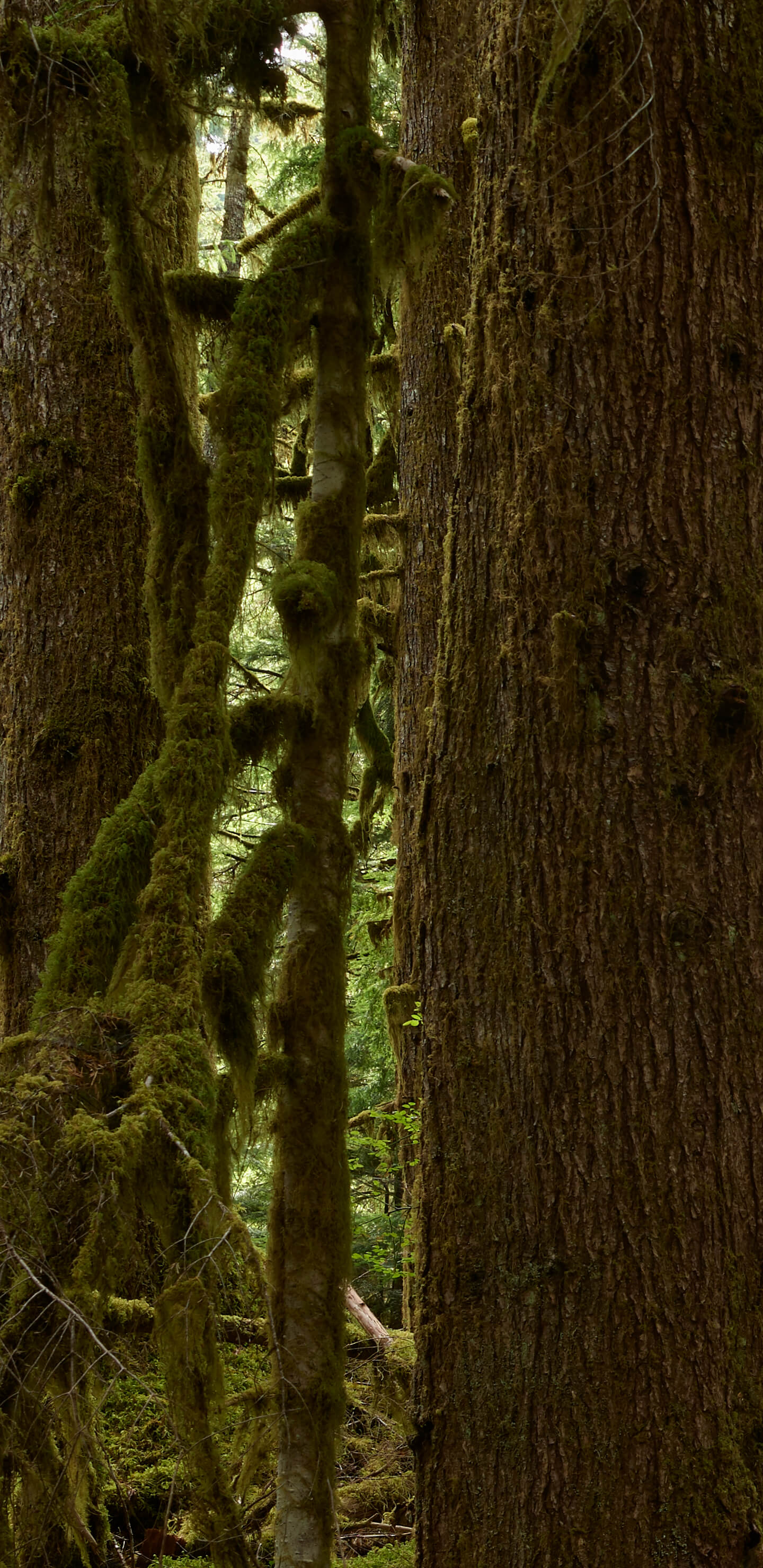 Detailed Image 1 Detailed Image 1