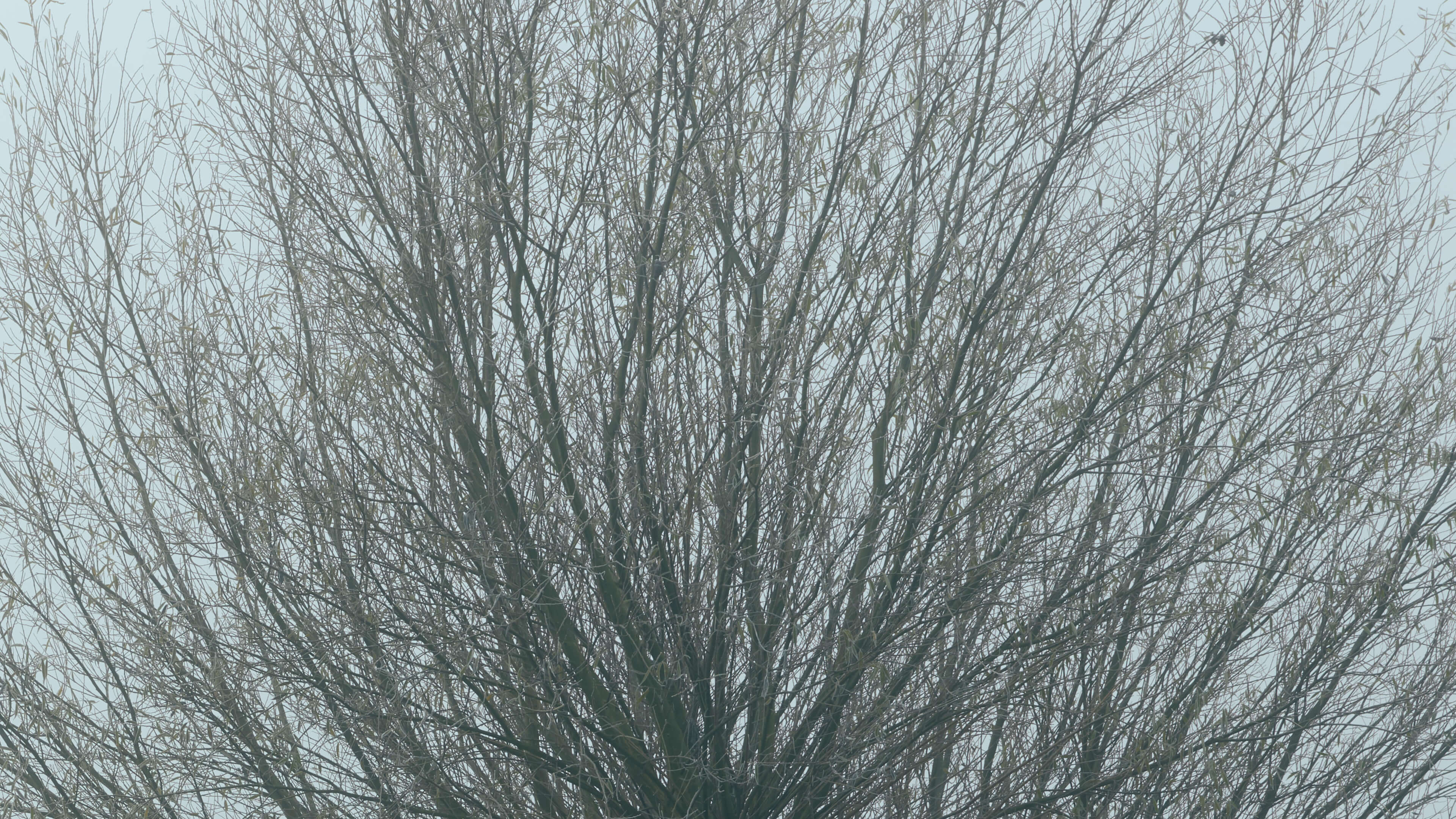 Detailed Image Detailed Image