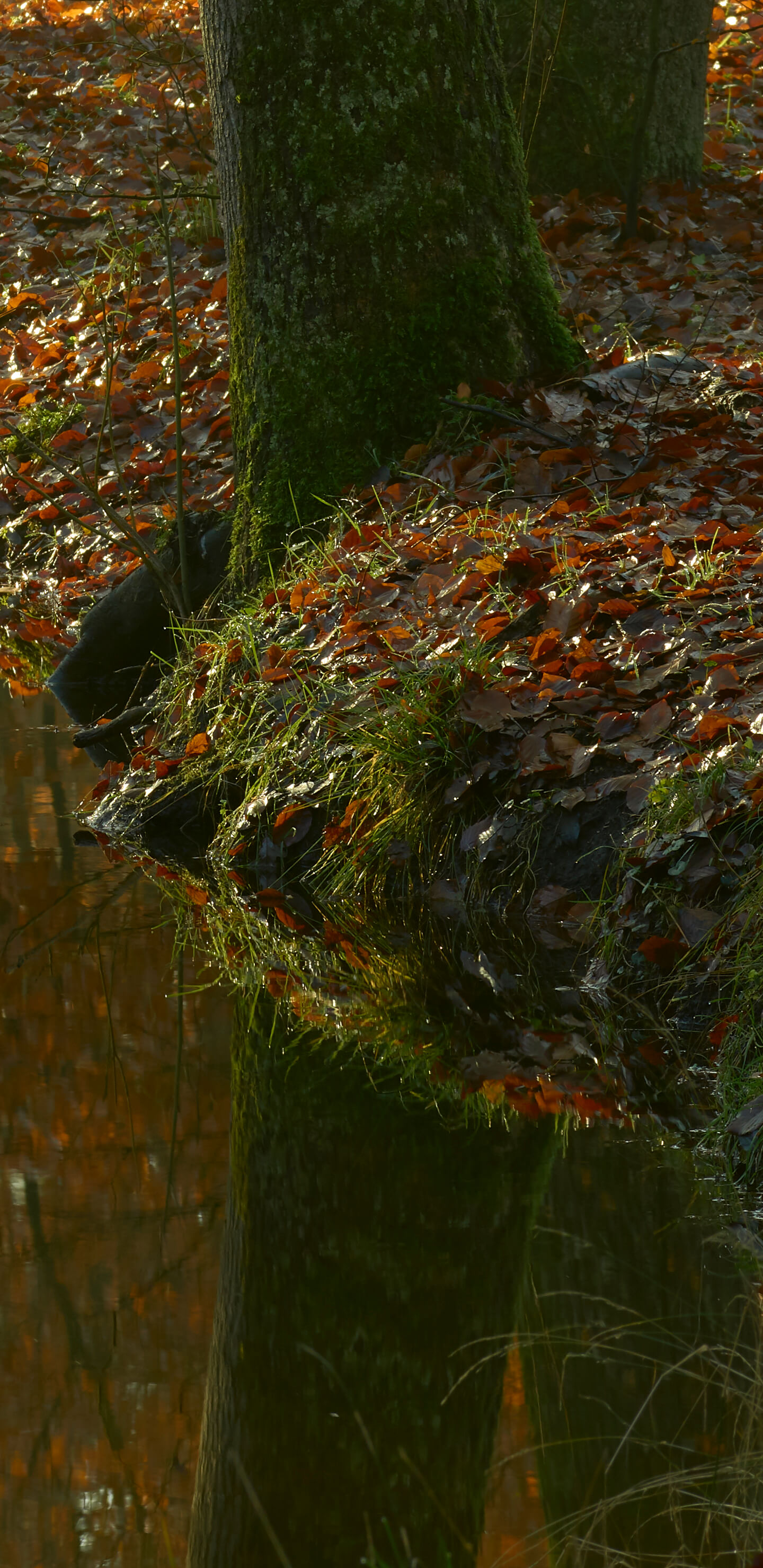 Detailed Image 1 Detailed Image 1