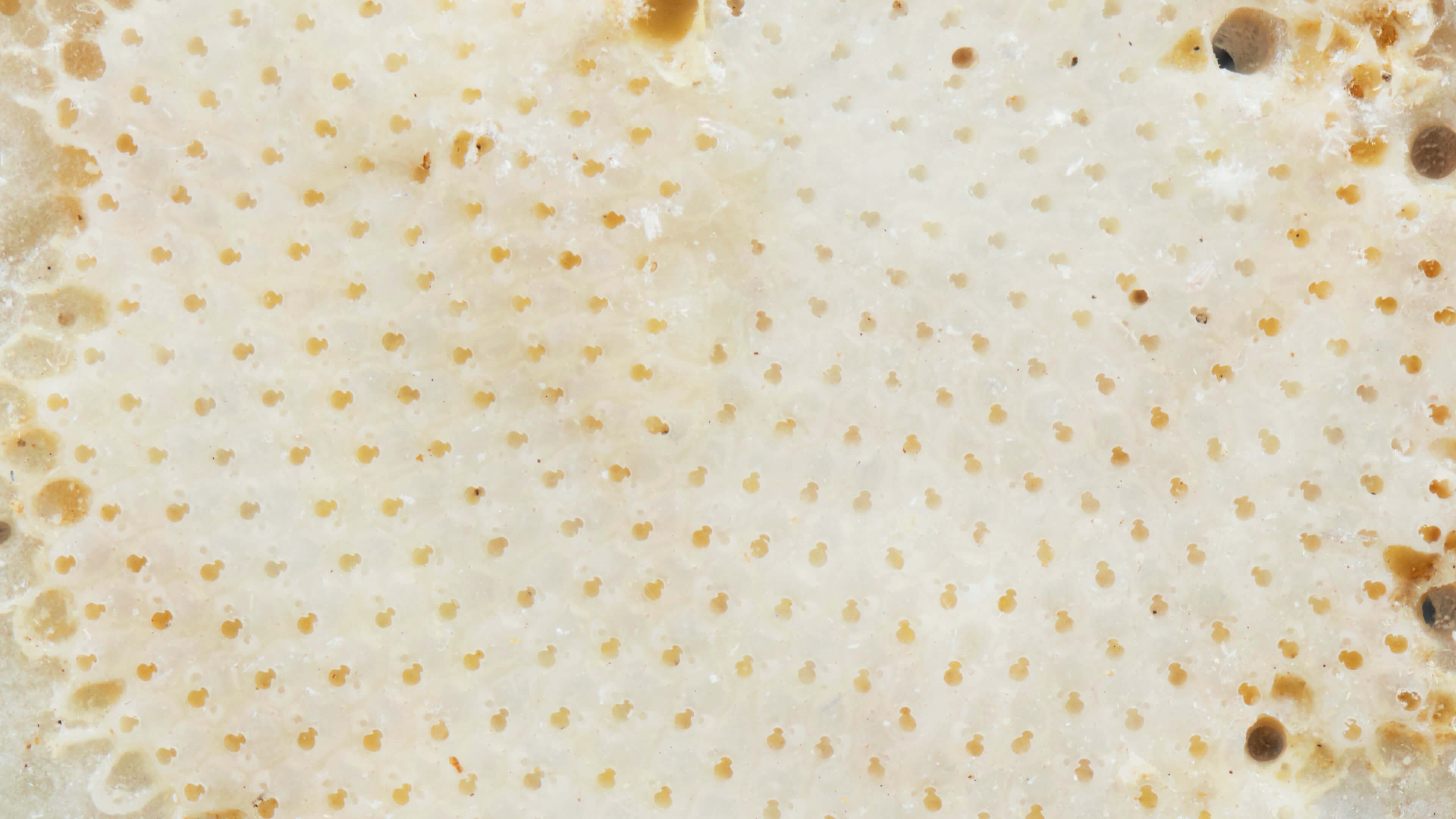 Detailed Image Detailed Image