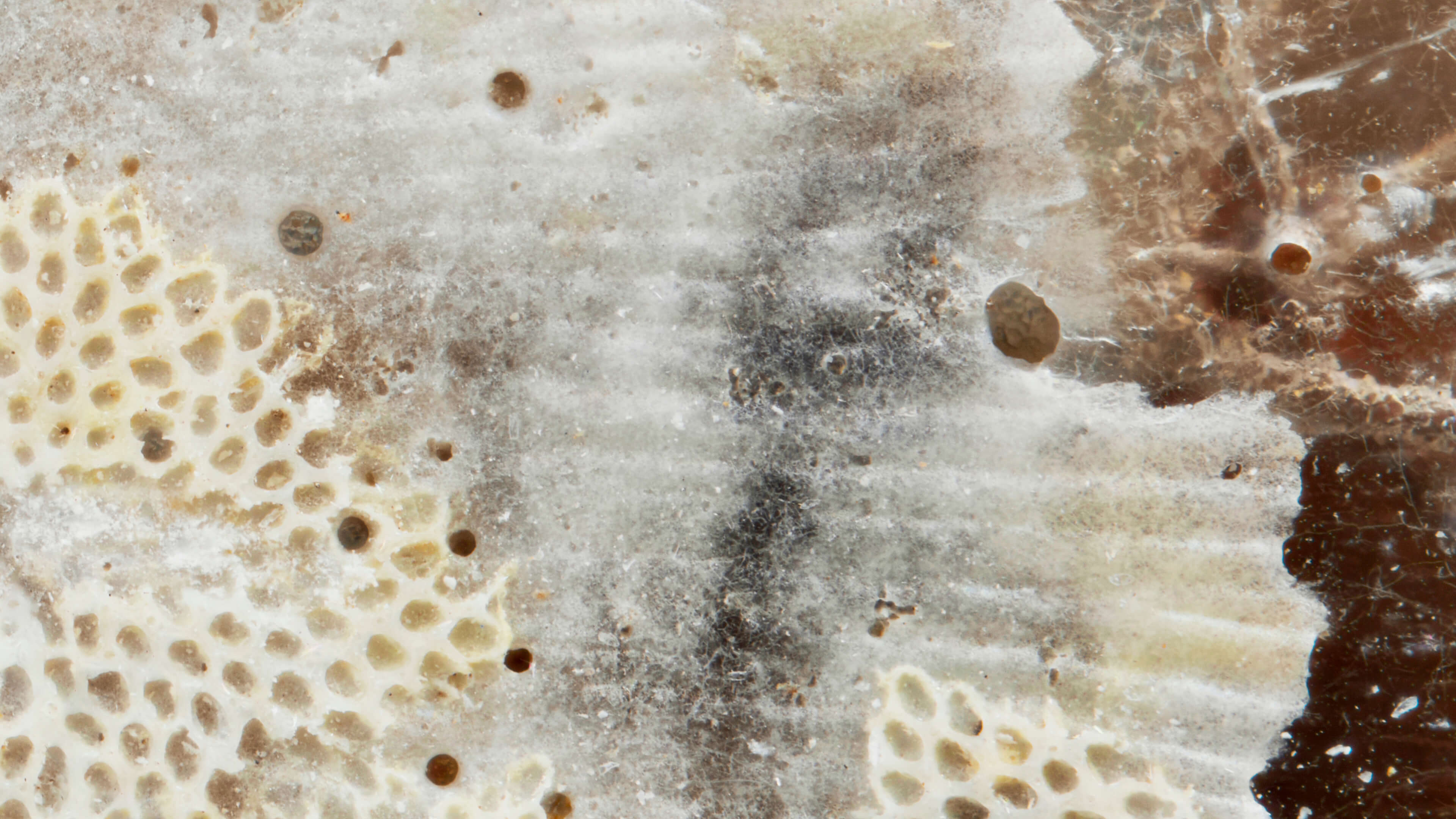 Detailed Image 2 Detailed Image 2