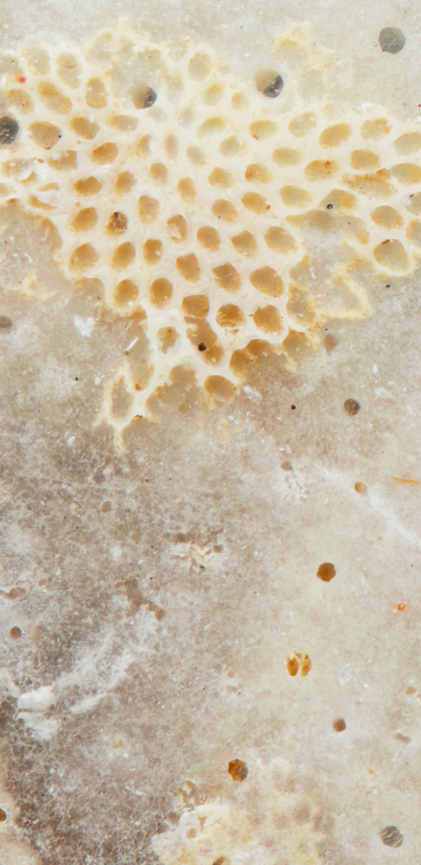 Detailed Image 1 Detailed Image 1