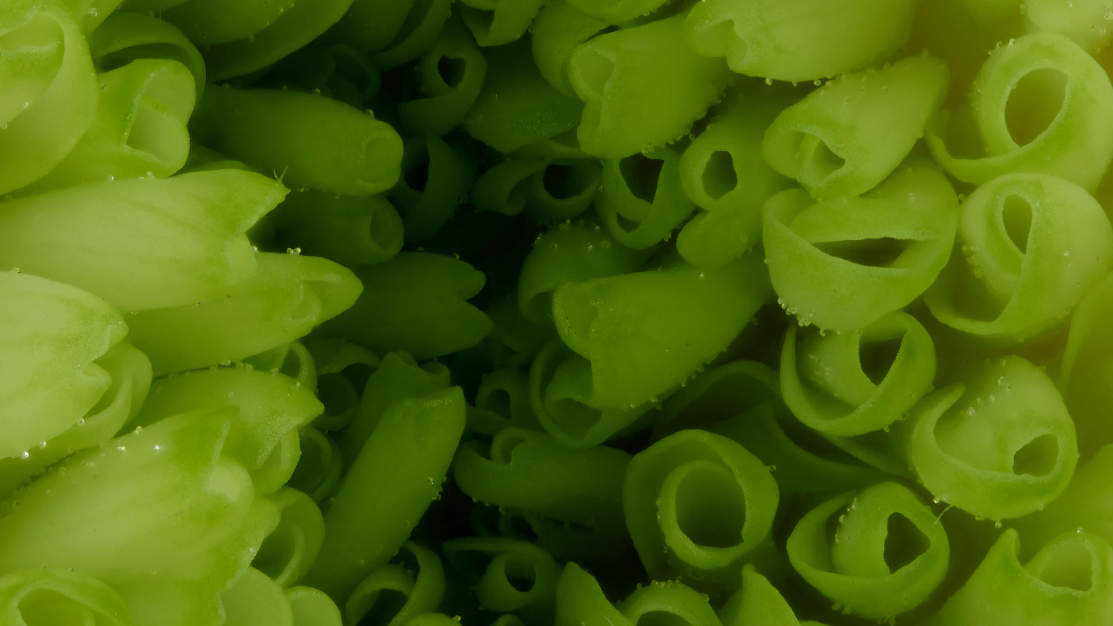 Detailed Image Detailed Image