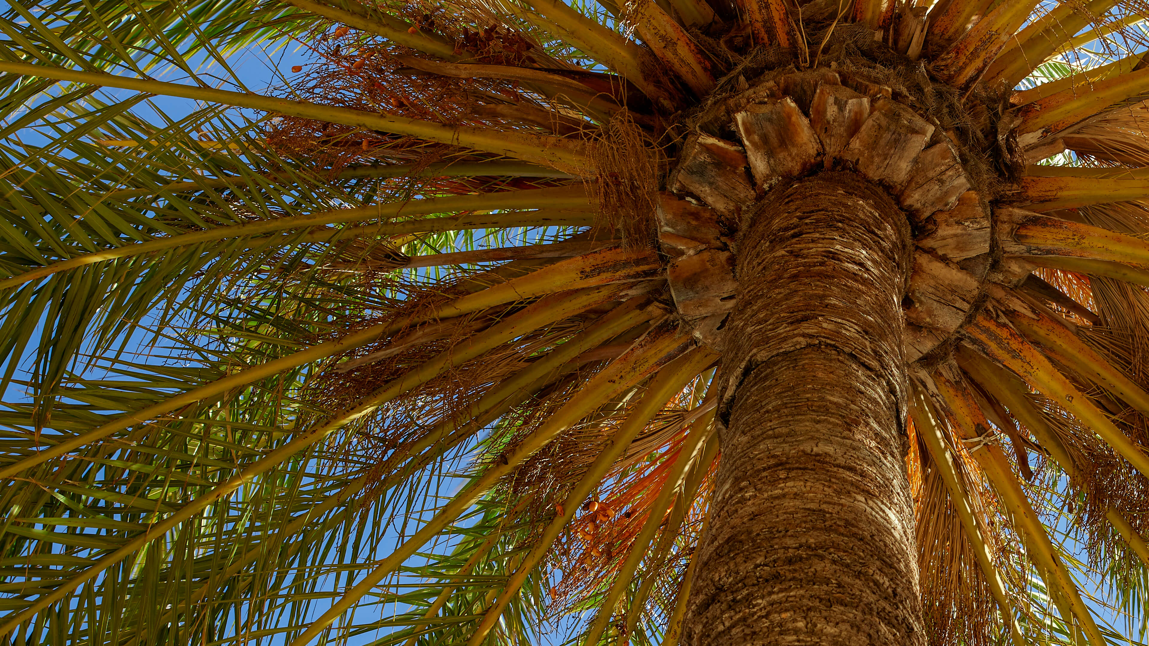 Detailed Image Detailed Image