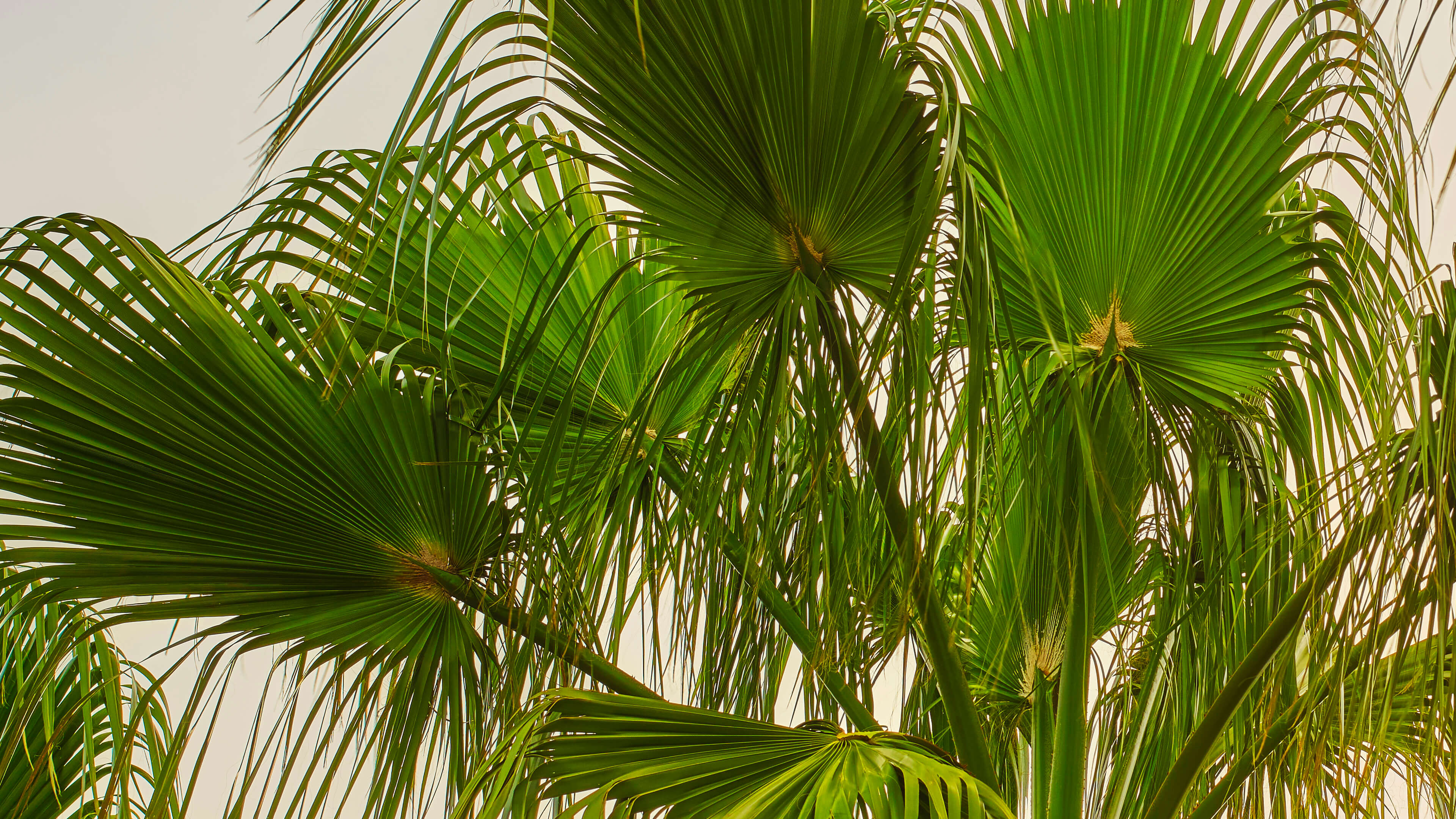 Detailed Image Detailed Image