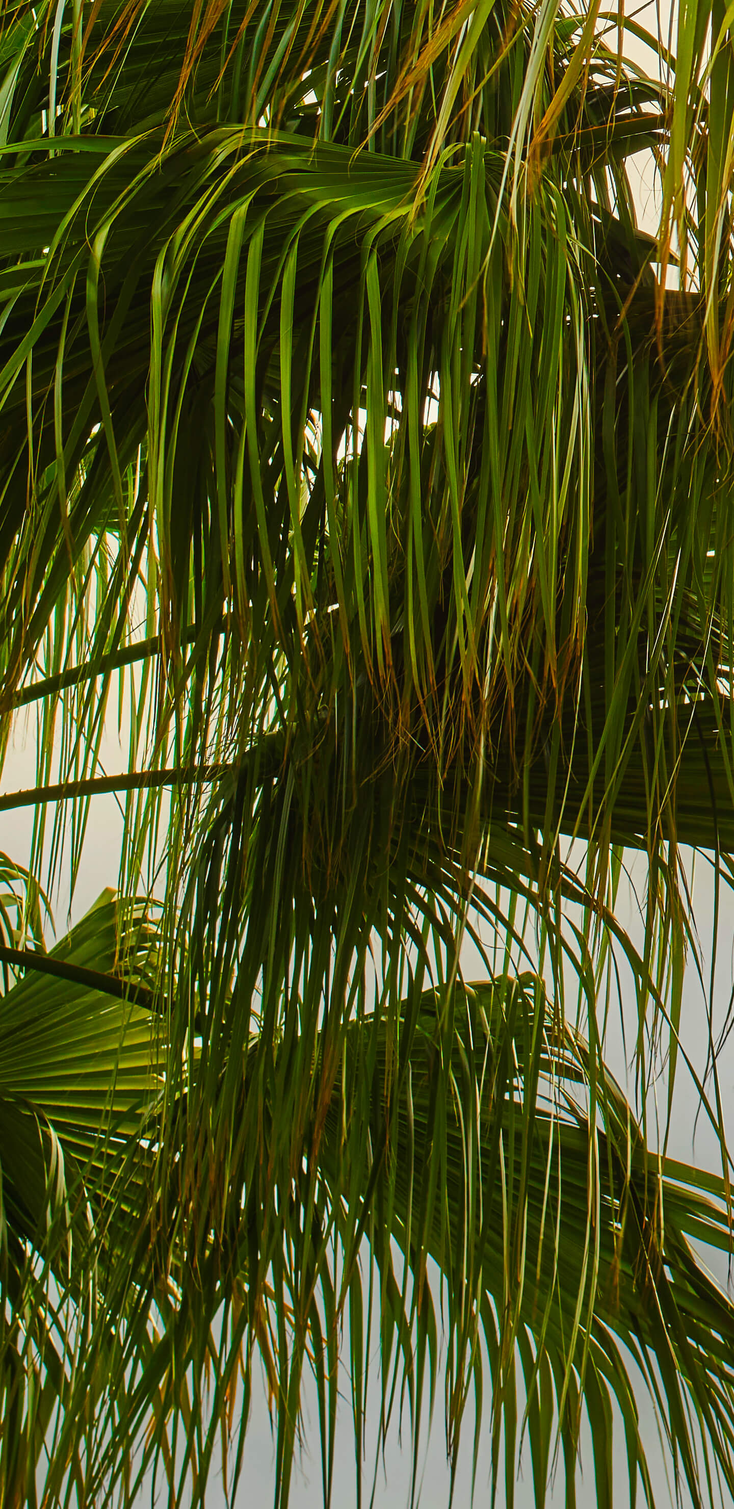 Detailed Image 1 Detailed Image 1
