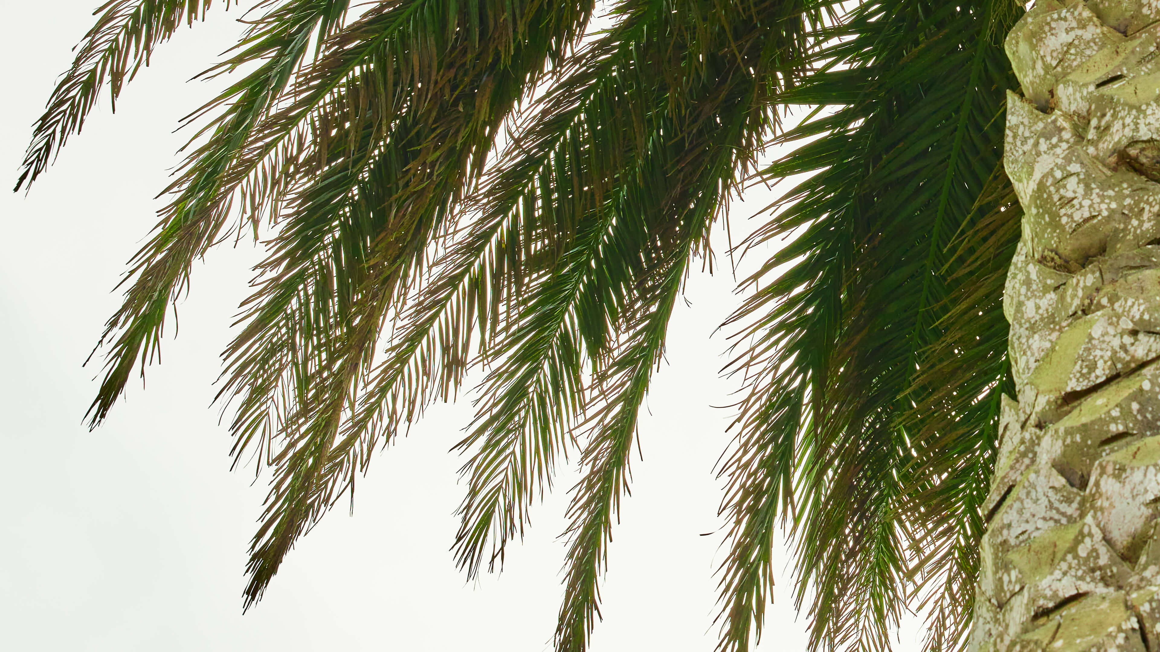 Detailed Image Detailed Image