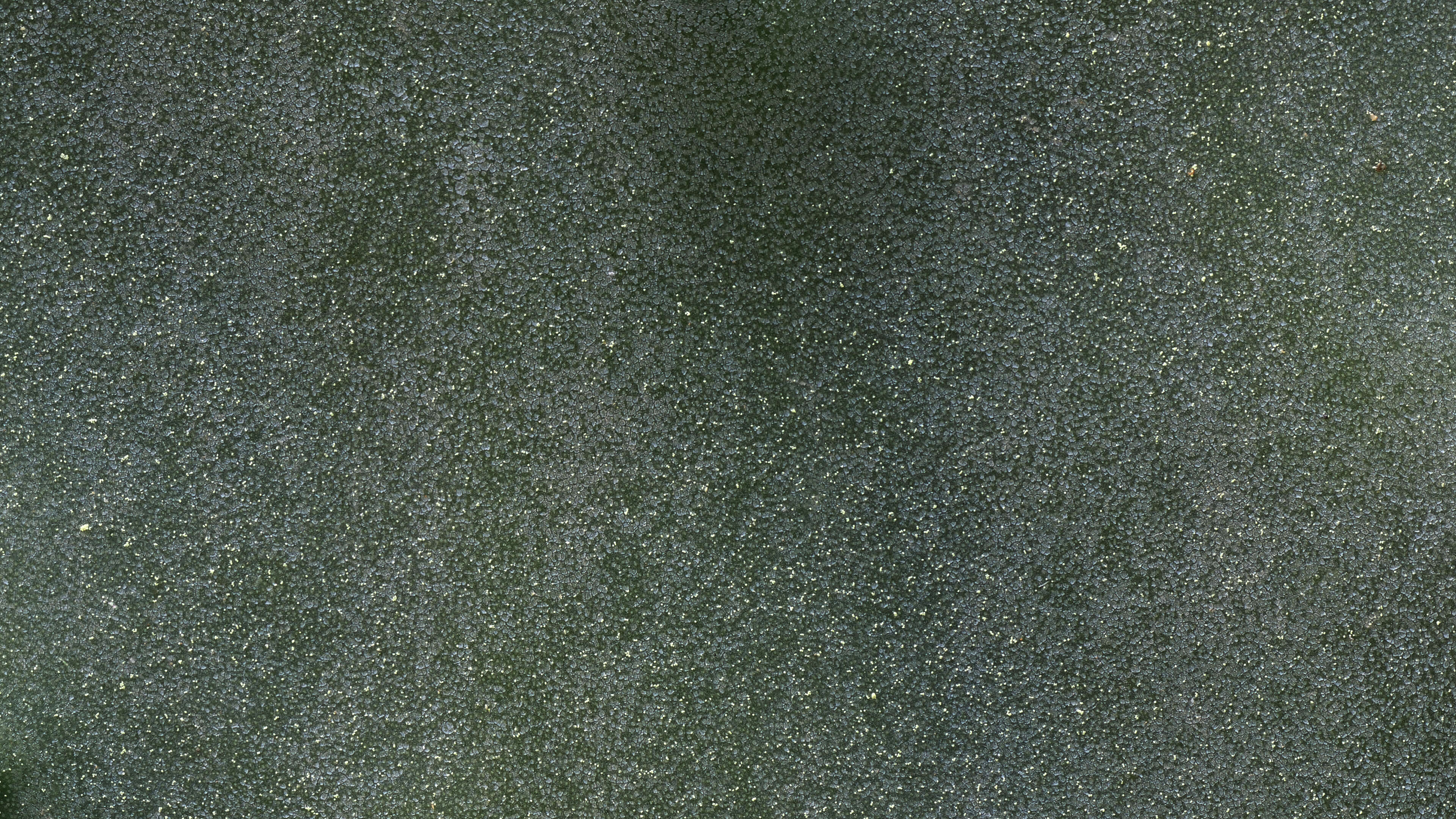 Detailed Image Detailed Image