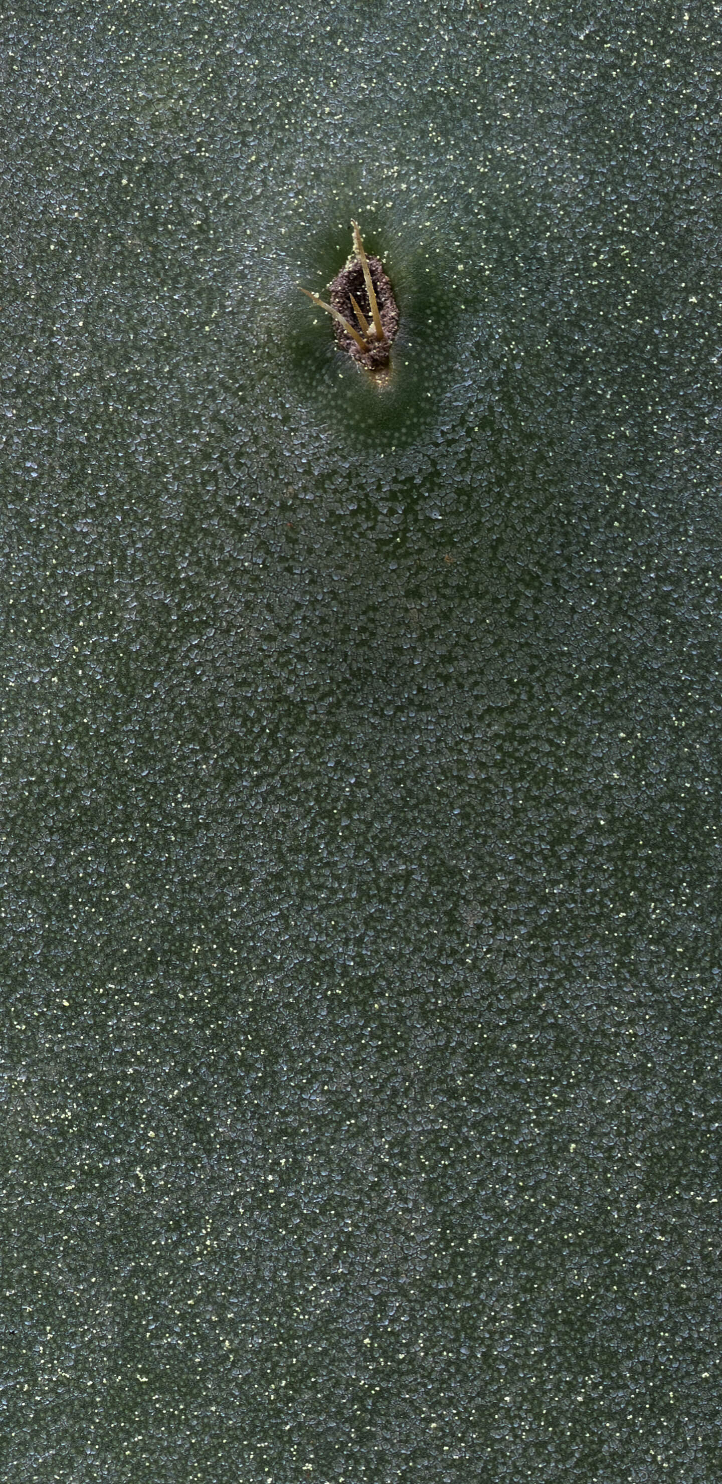 Detailed Image 2 Detailed Image 2