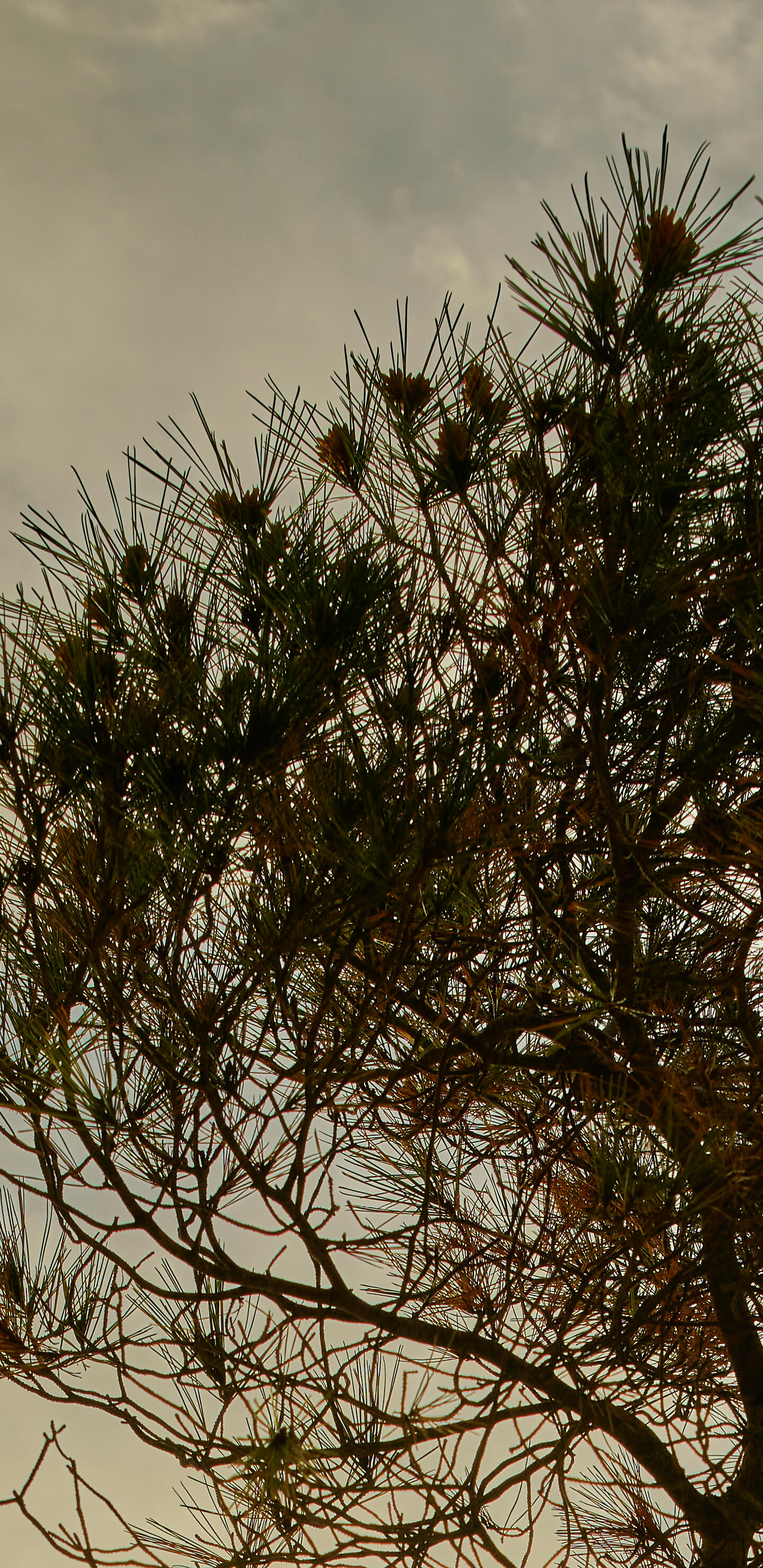 Detailed Image 2 Detailed Image 2