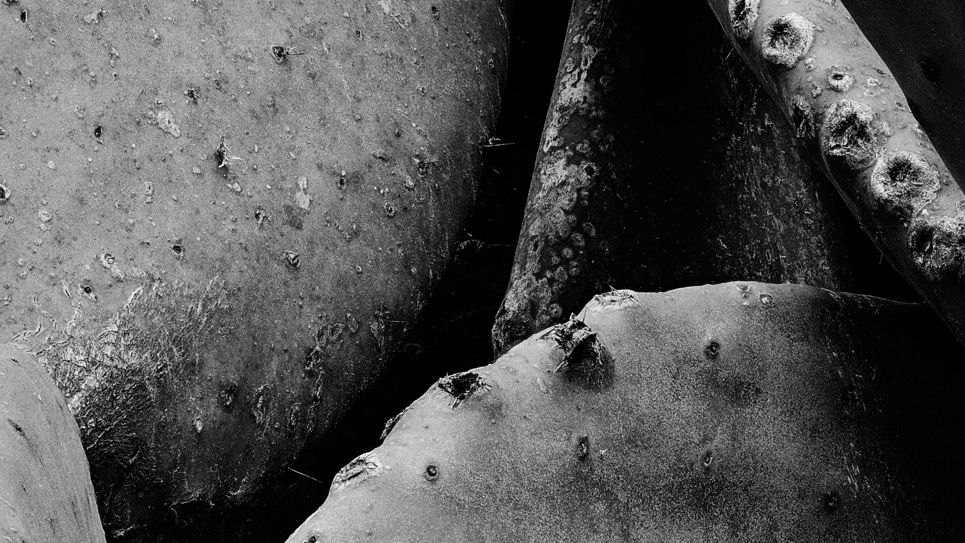 Detailed Image Detailed Image