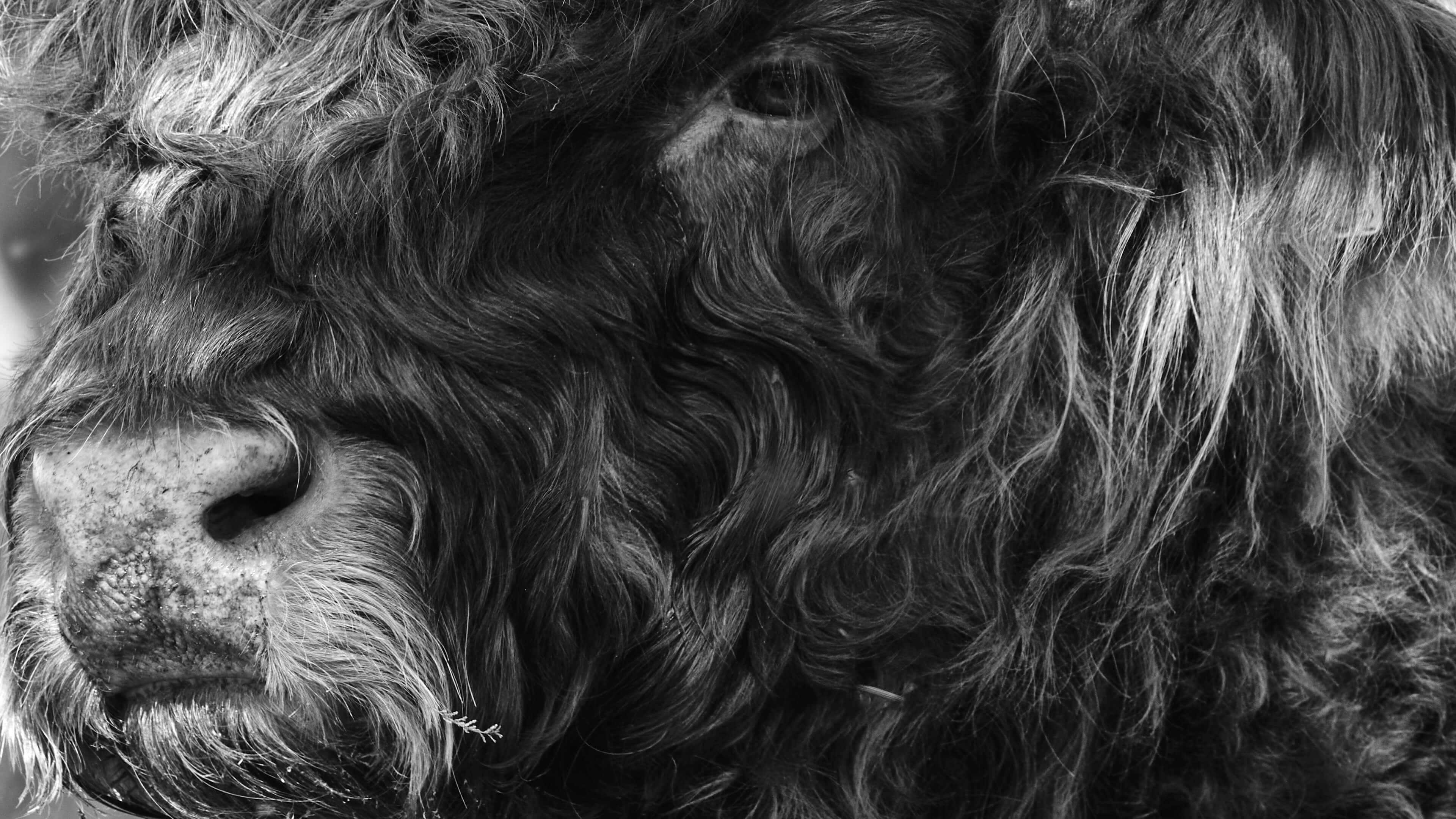 Detailed Image Detailed Image