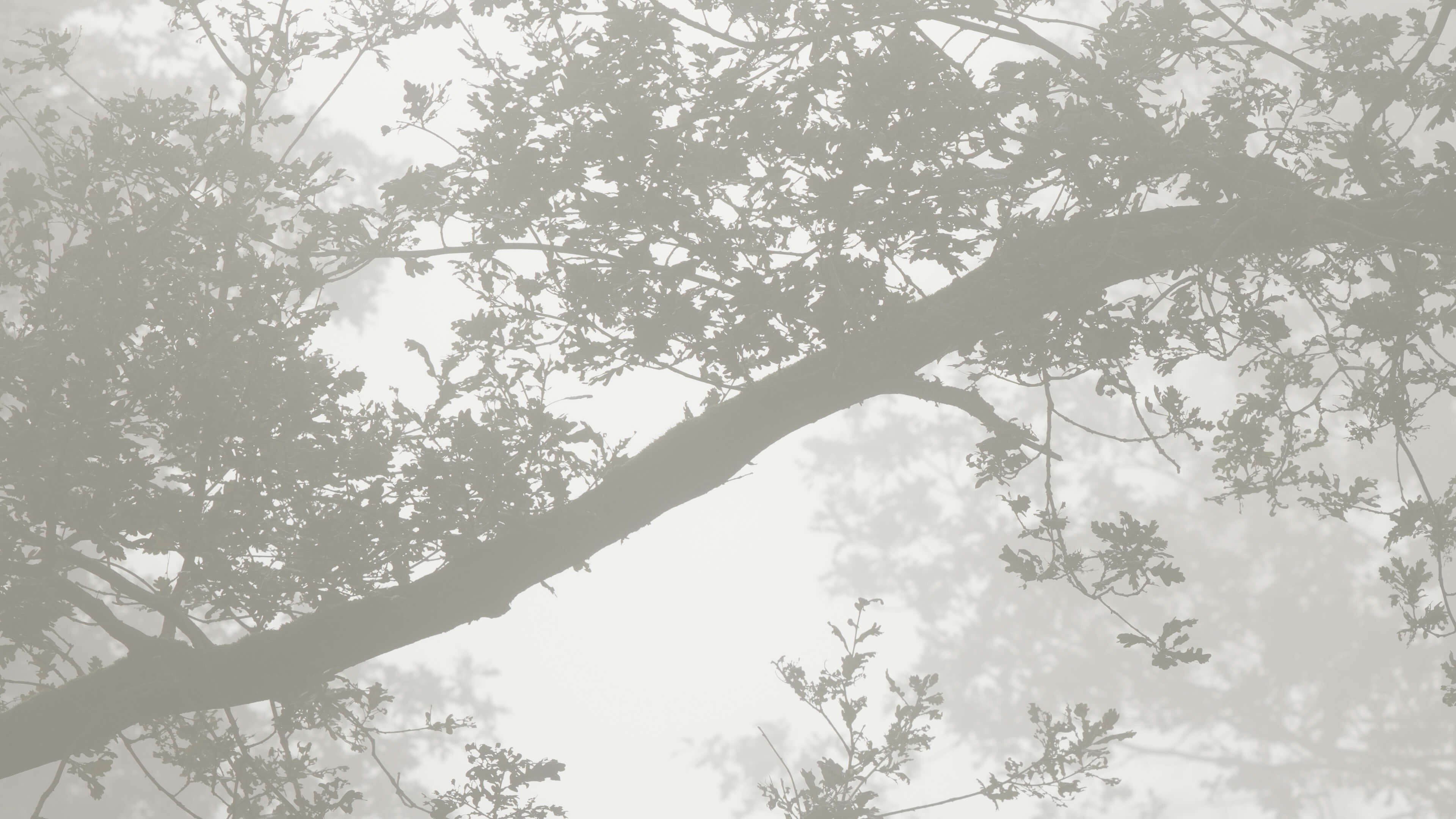 Detailed Image Detailed Image