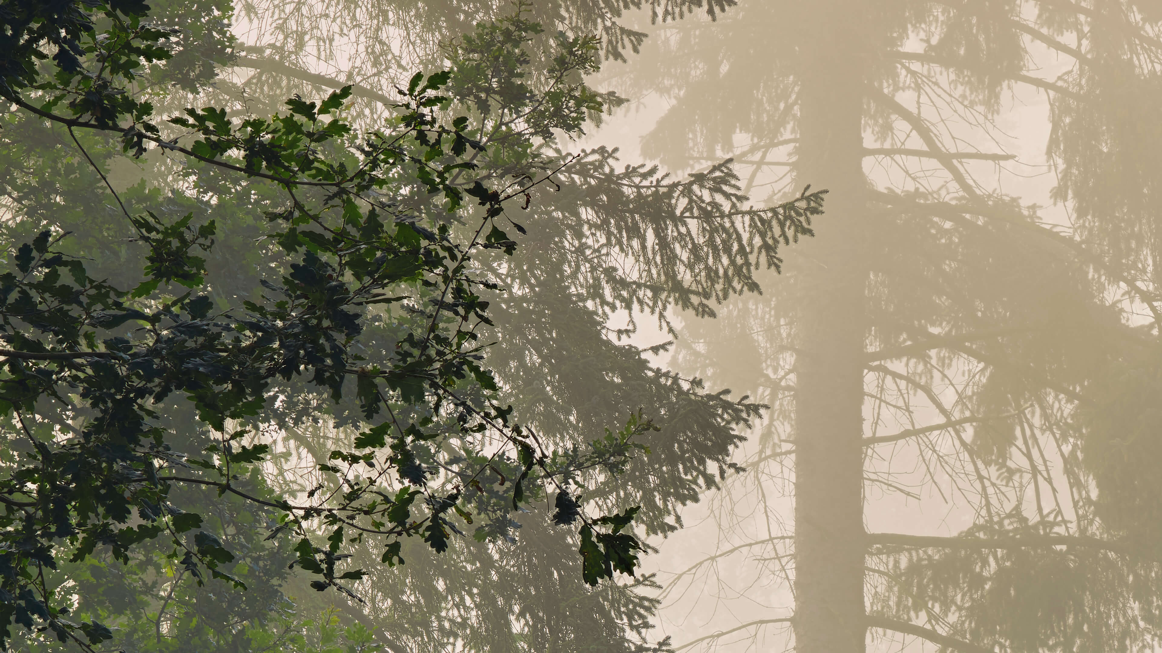 Detailed Image Detailed Image