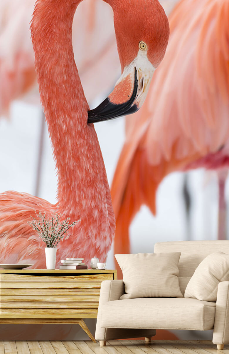Dieren Flamingo portret 3