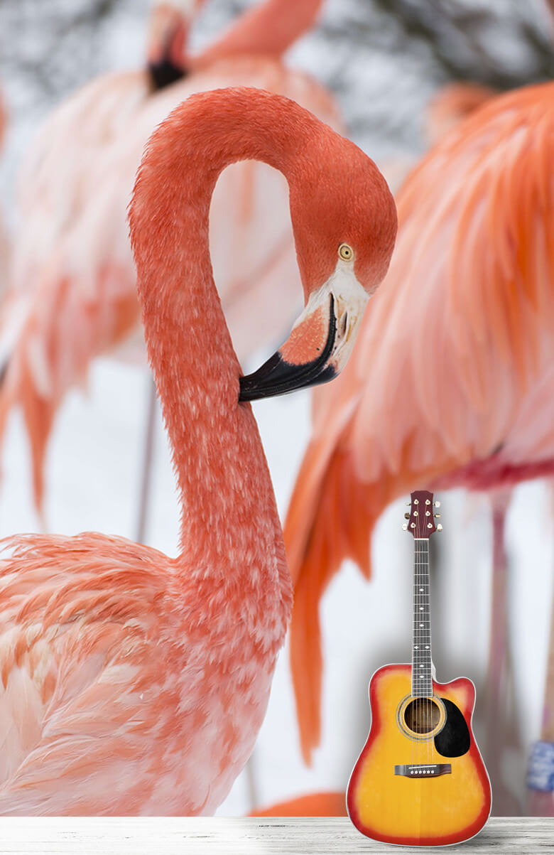 Dieren Flamingo portret 12