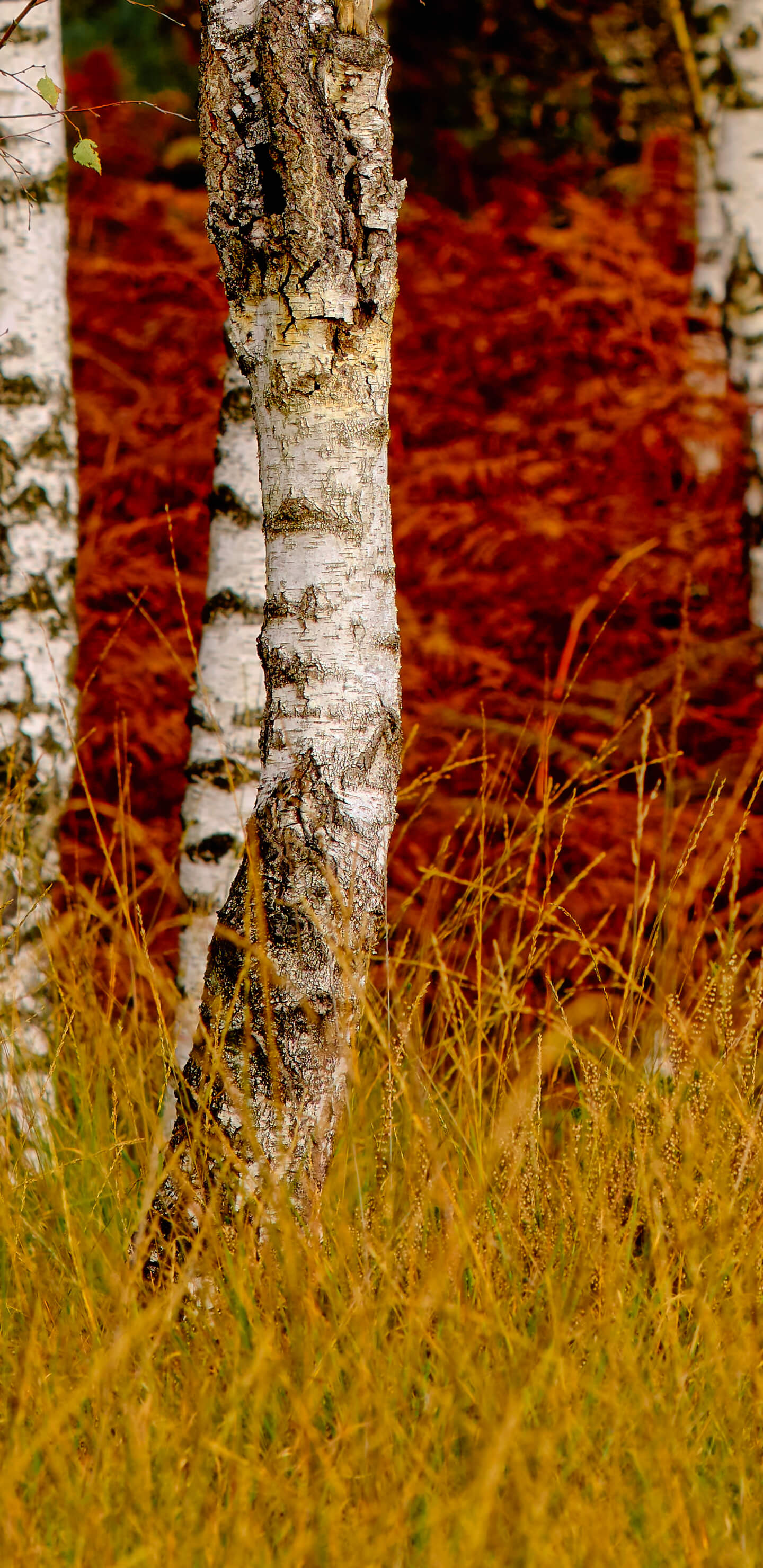 Detailed Image 2 Detailed Image 2