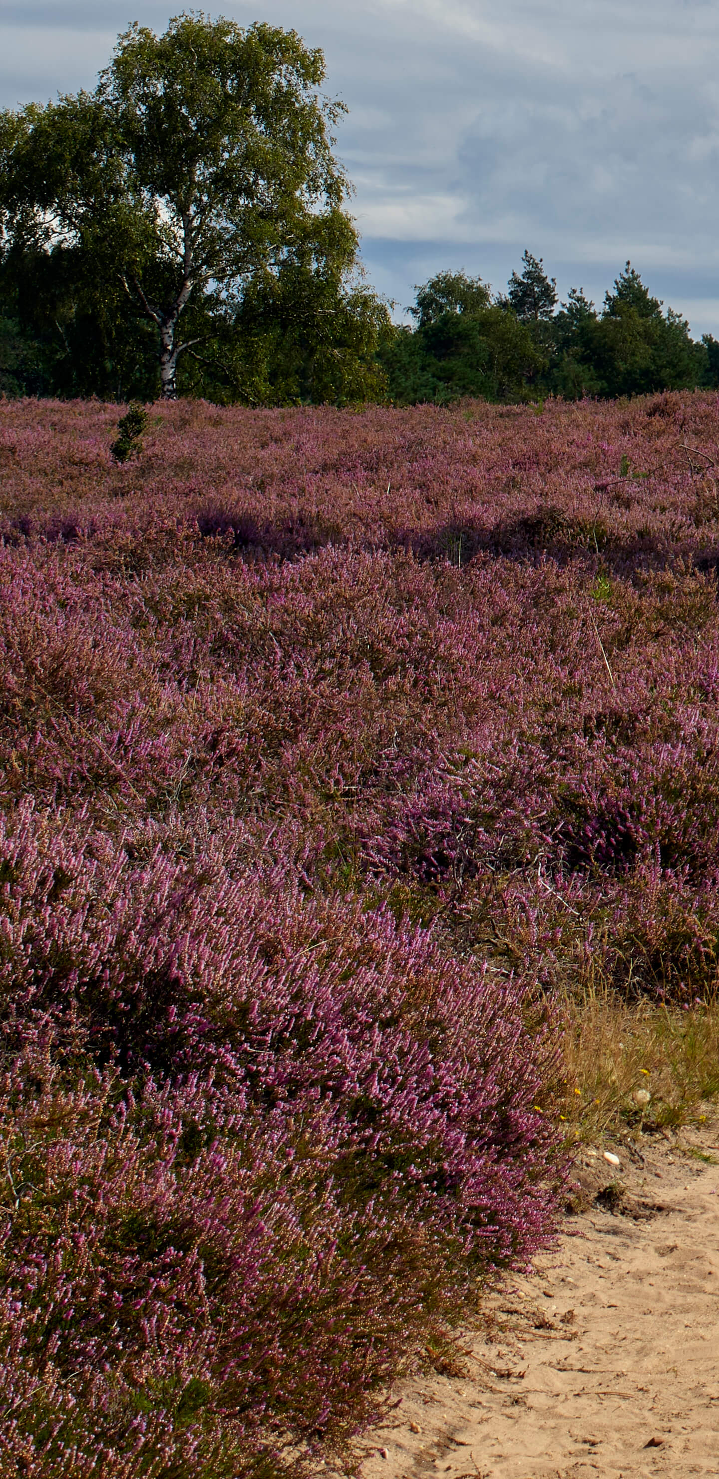 Detailed Image 2 Detailed Image 2