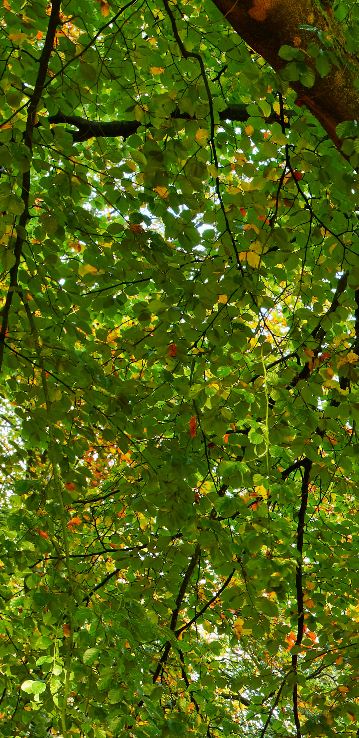 Detailed Image 1 Detailed Image 1