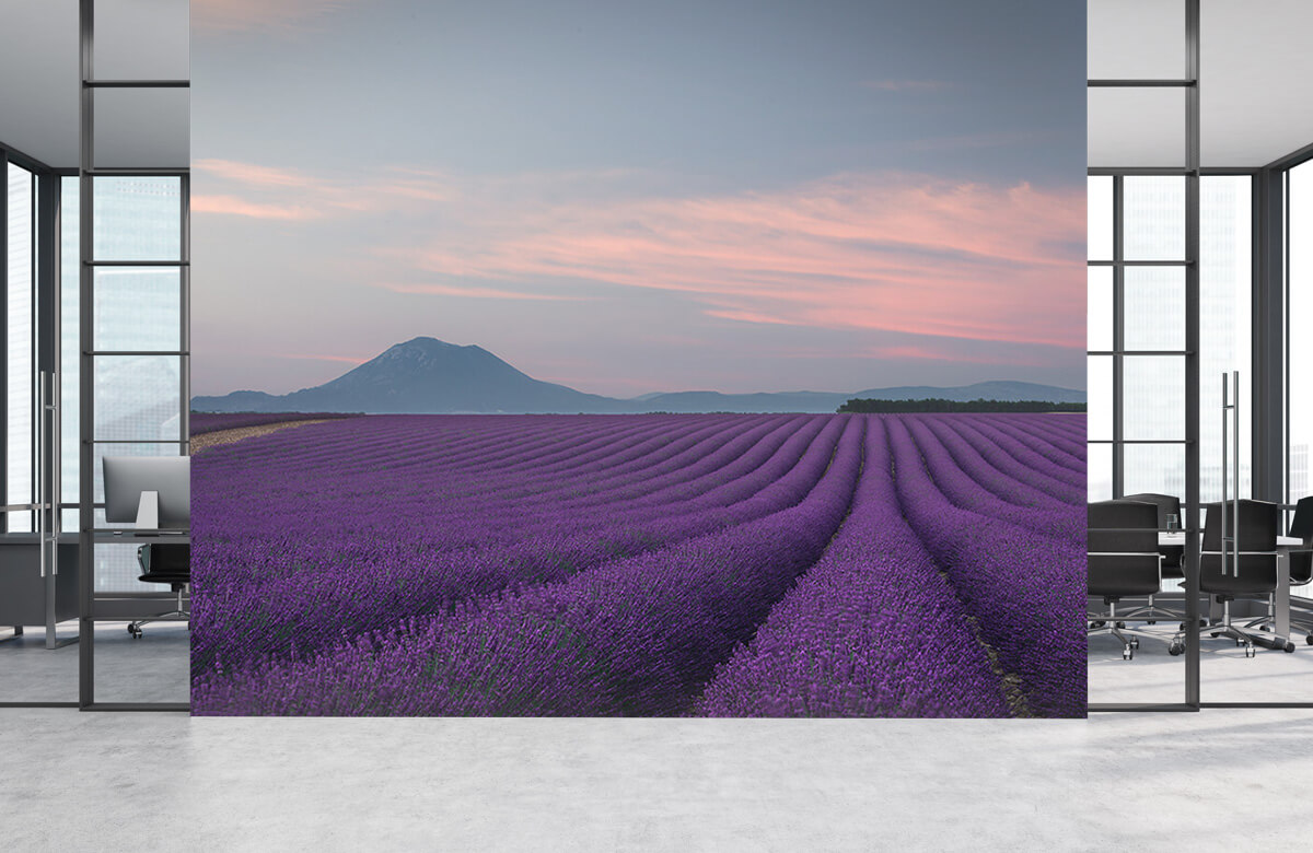  Lavender field 8