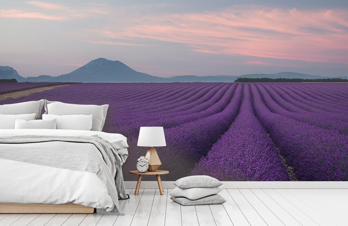  Lavender field 6