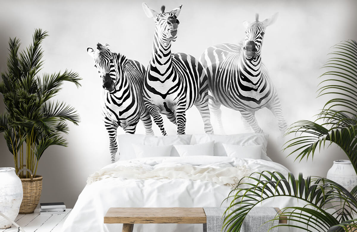  Zebras 2
